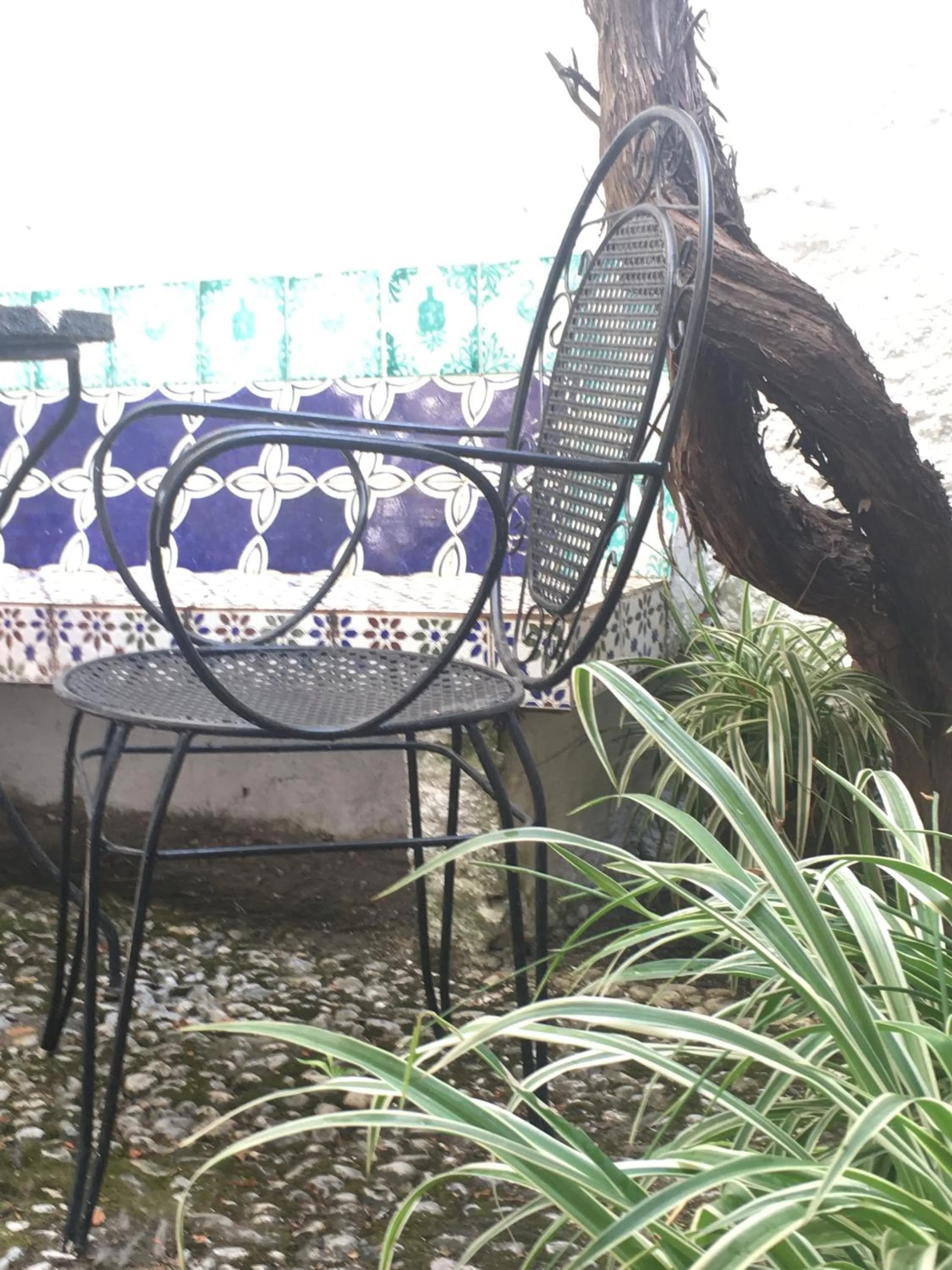 Garden in Patio Granada