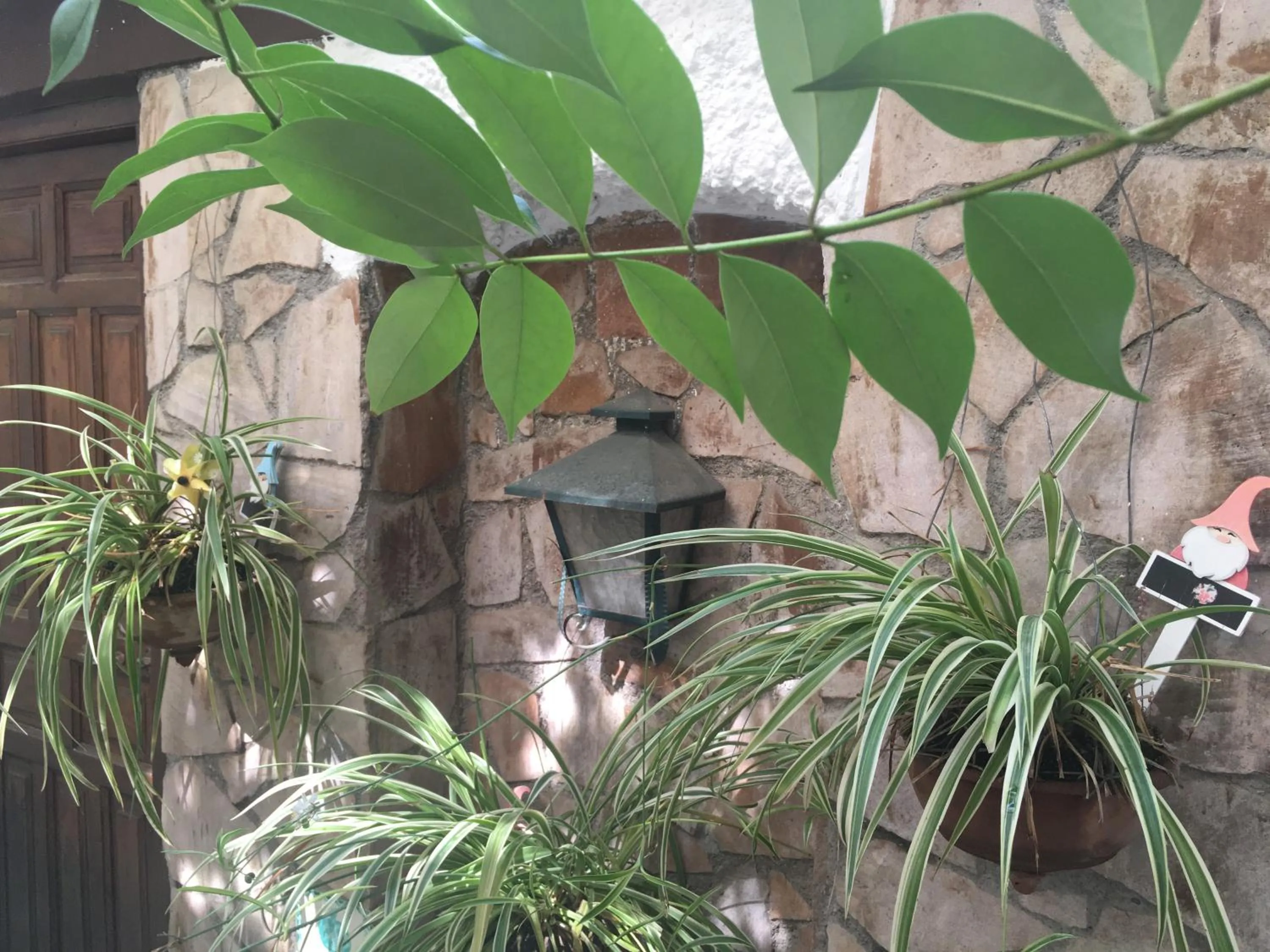 Garden in Patio Granada
