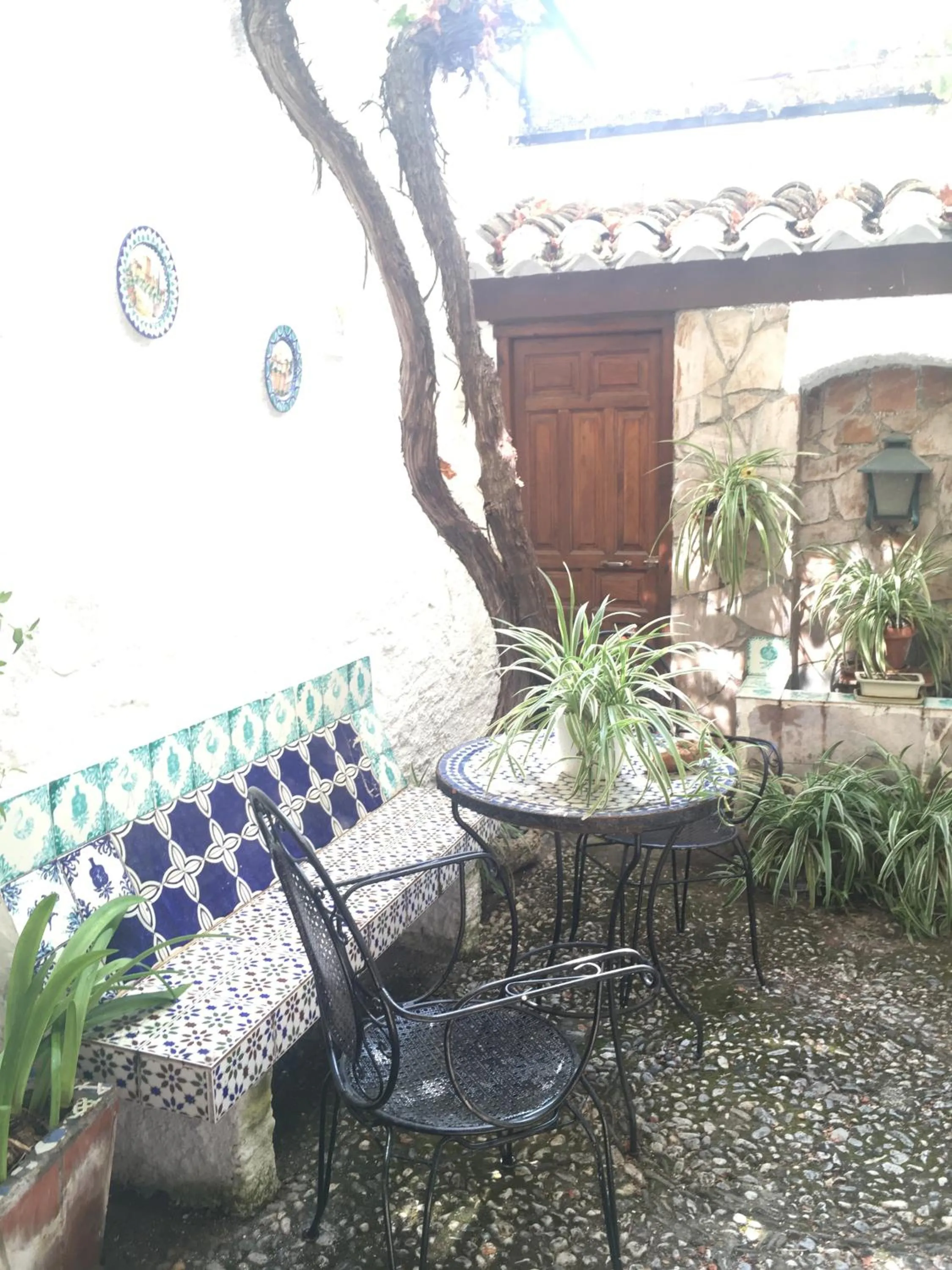Garden in Patio Granada