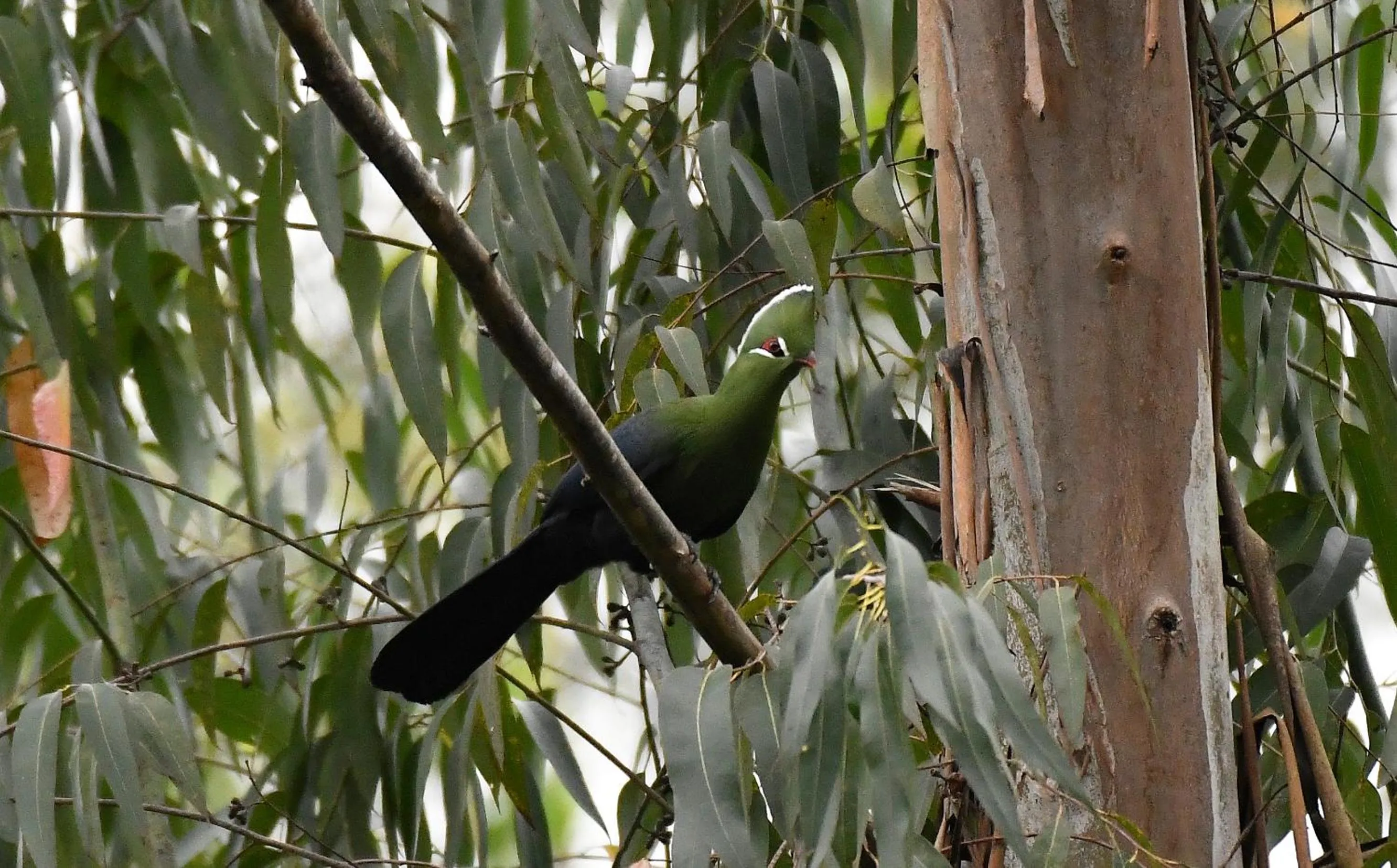 Natural landscape in Tanamera Lodge