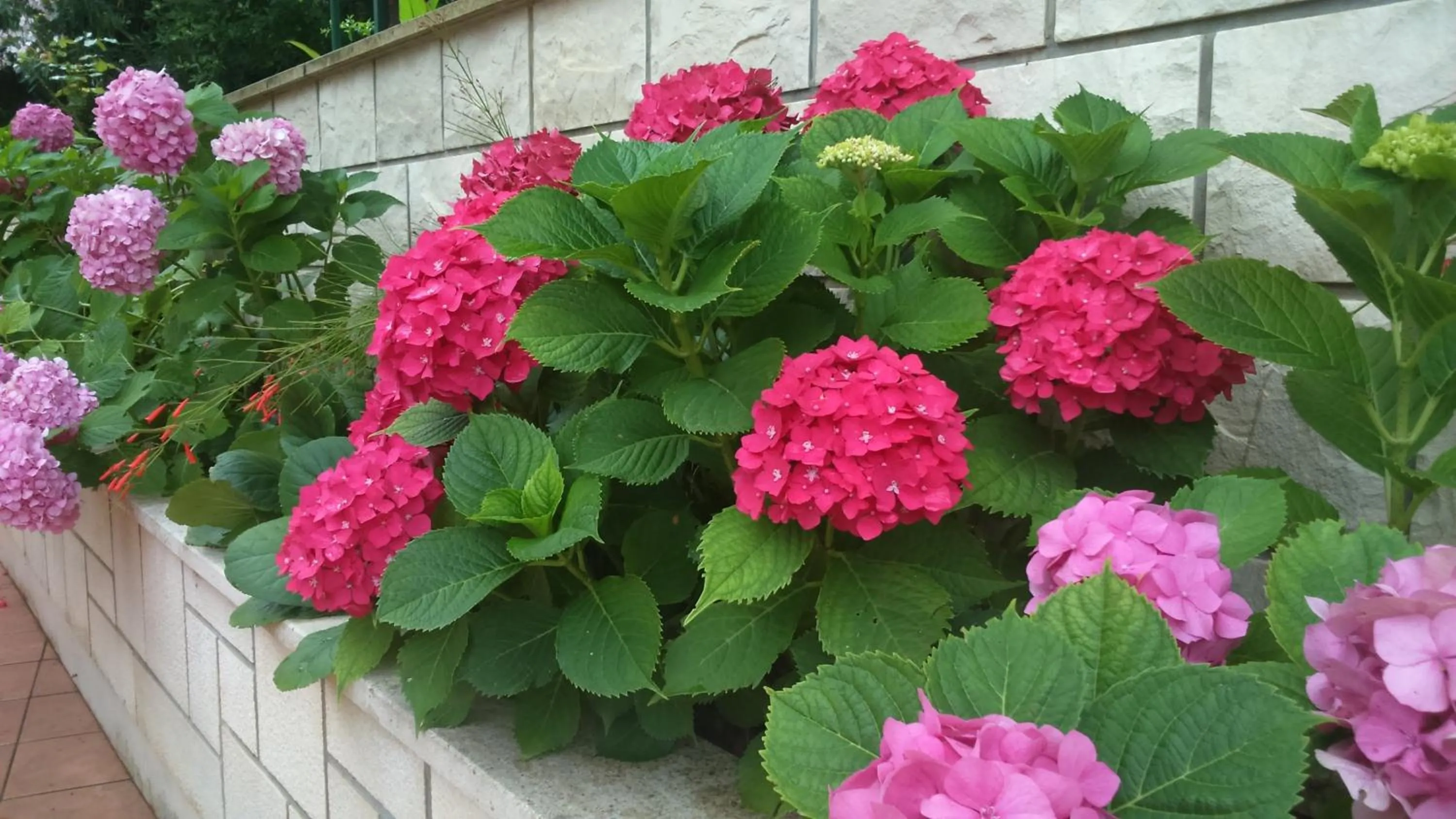 Garden in Apartment Markorcula