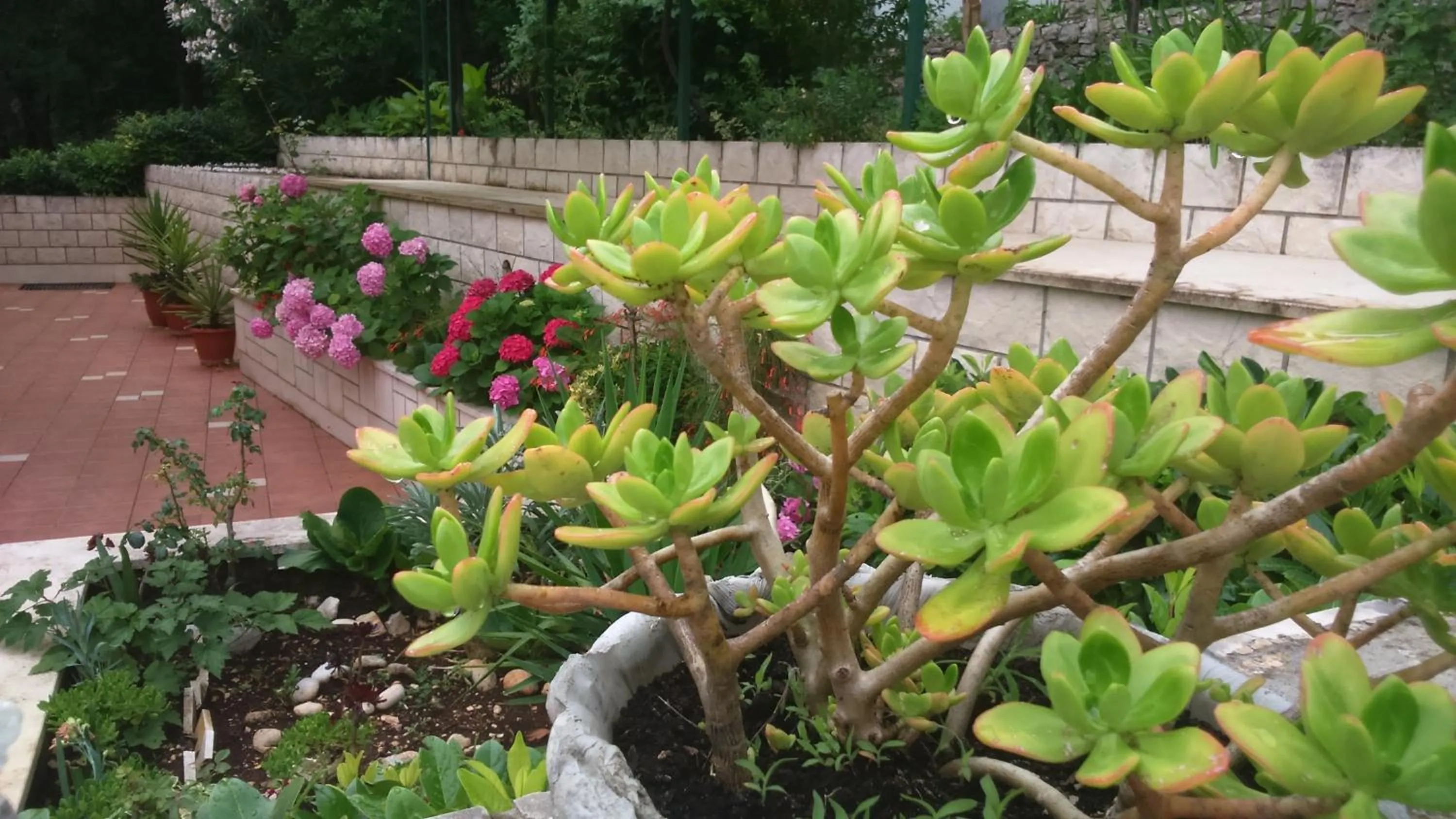 Garden in Apartment Markorcula