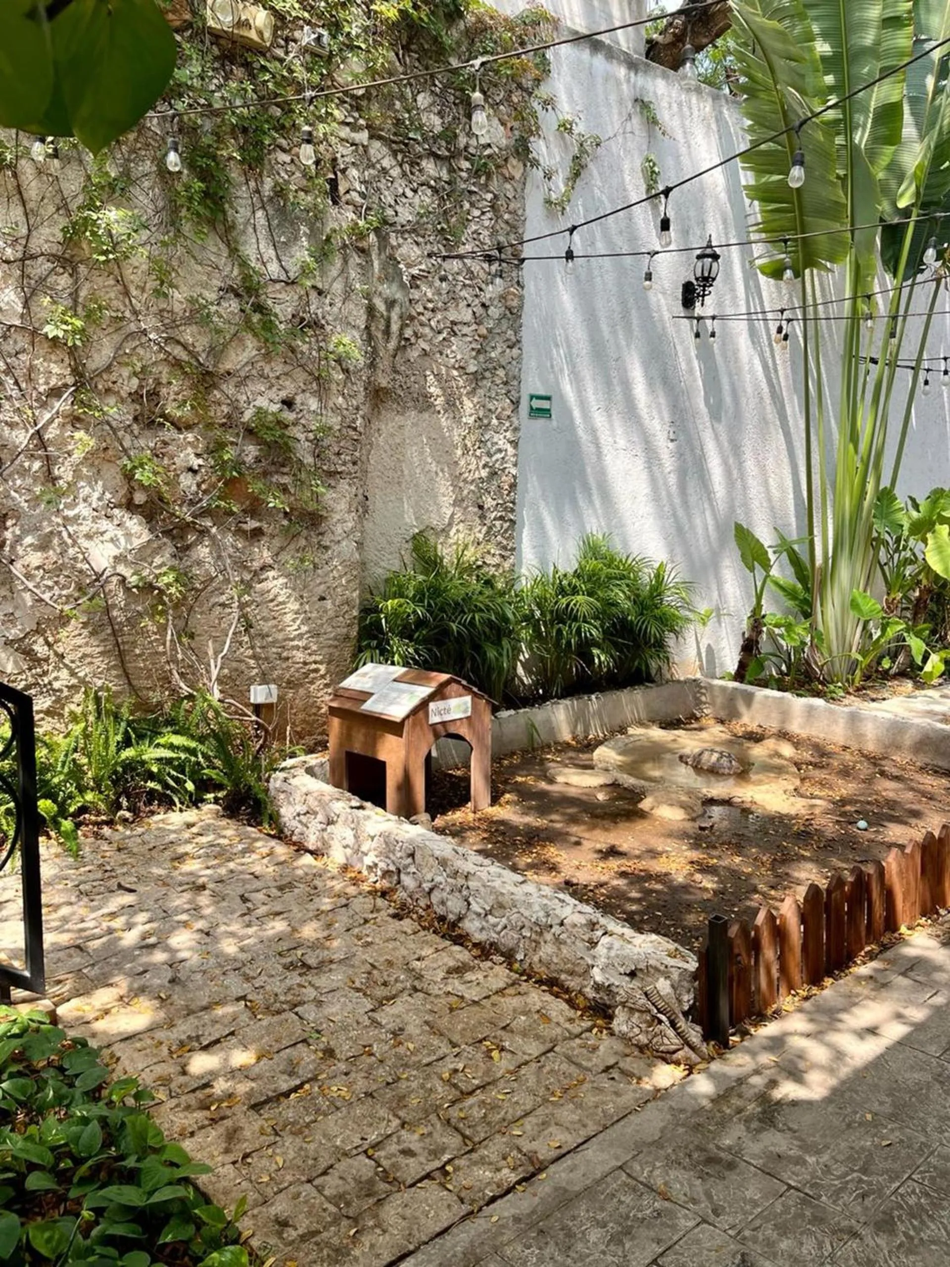 Garden in Hotel & Hostal Boutique Casa Garza