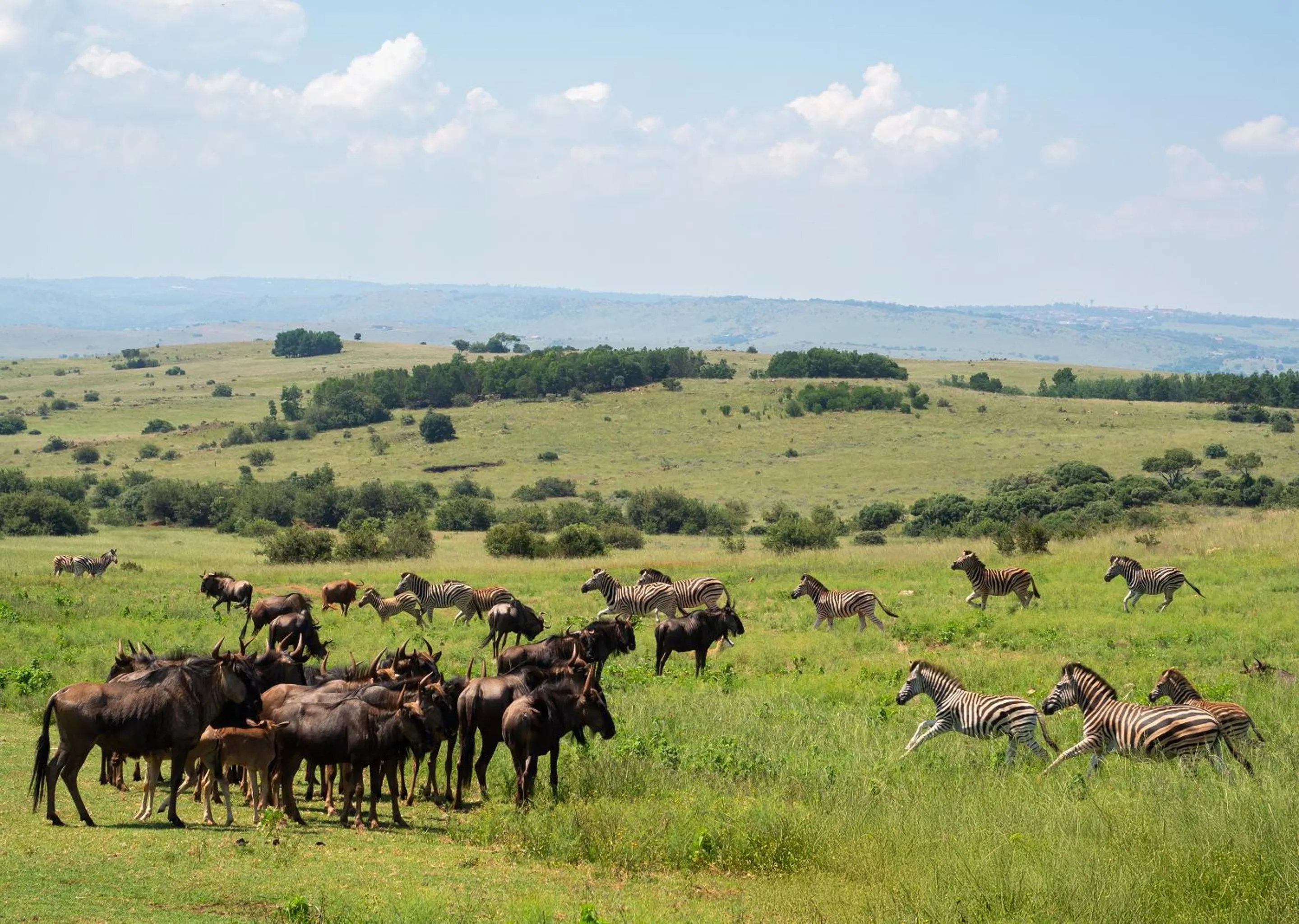Animals in Mount Savannah Lodge by Dream Resorts
