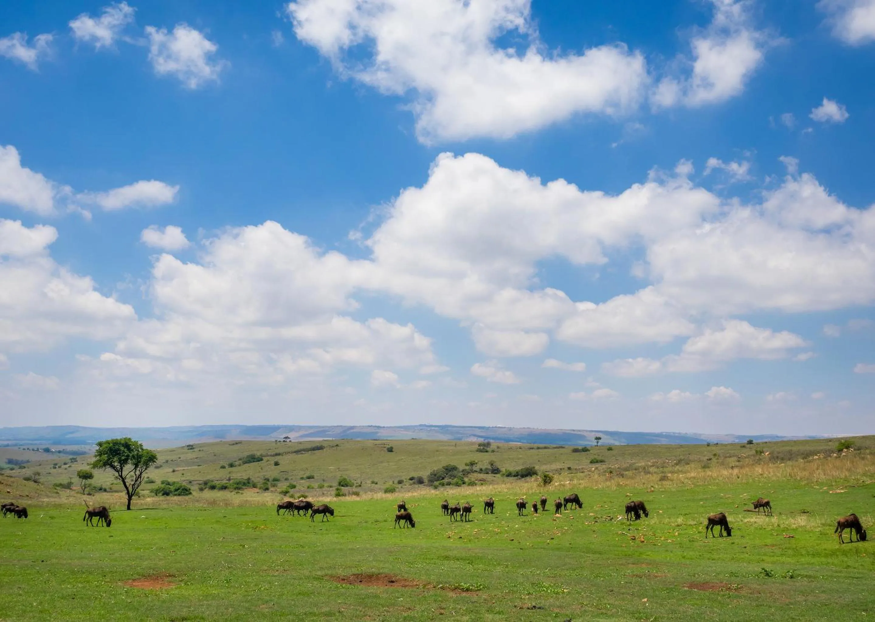 Natural landscape in Mount Savannah Lodge by Dream Resorts