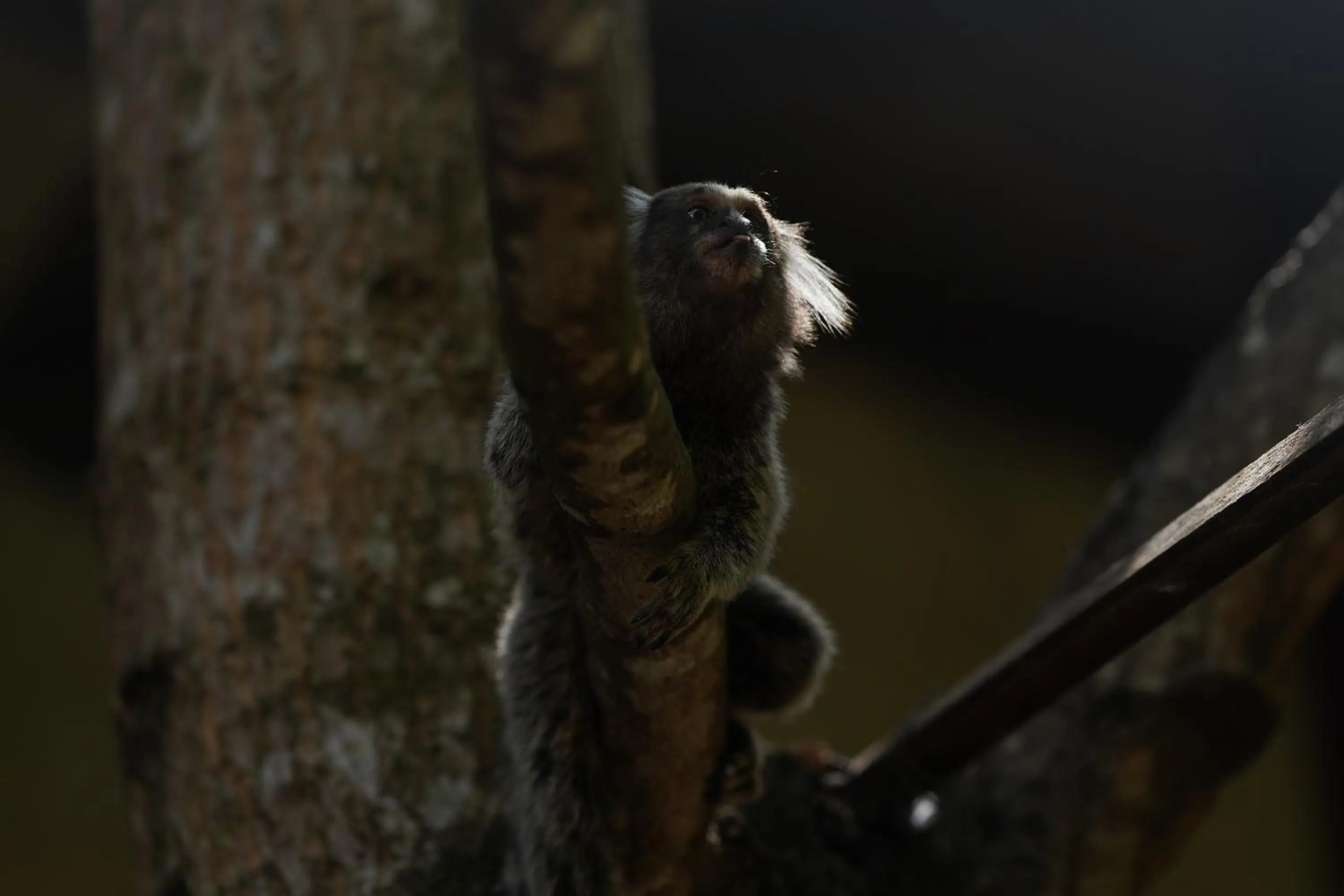 Animals in Pousada Morada dos Ventos