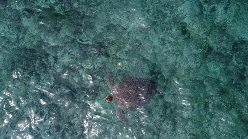 Sandy Beach Bungalows