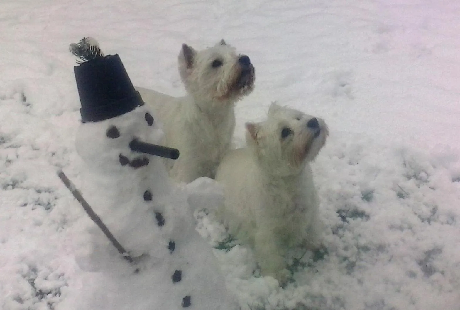 Animals in Alpenhotel Tauernstüberl