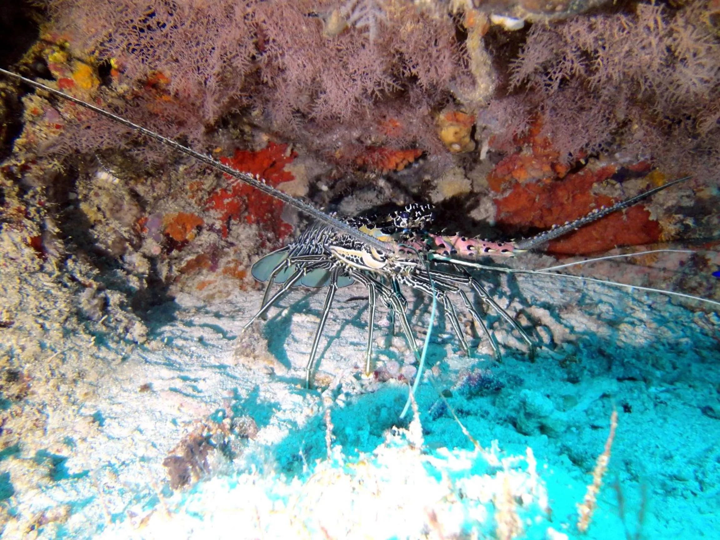 Diving in Budi Sun Resort, Flores, Maumere