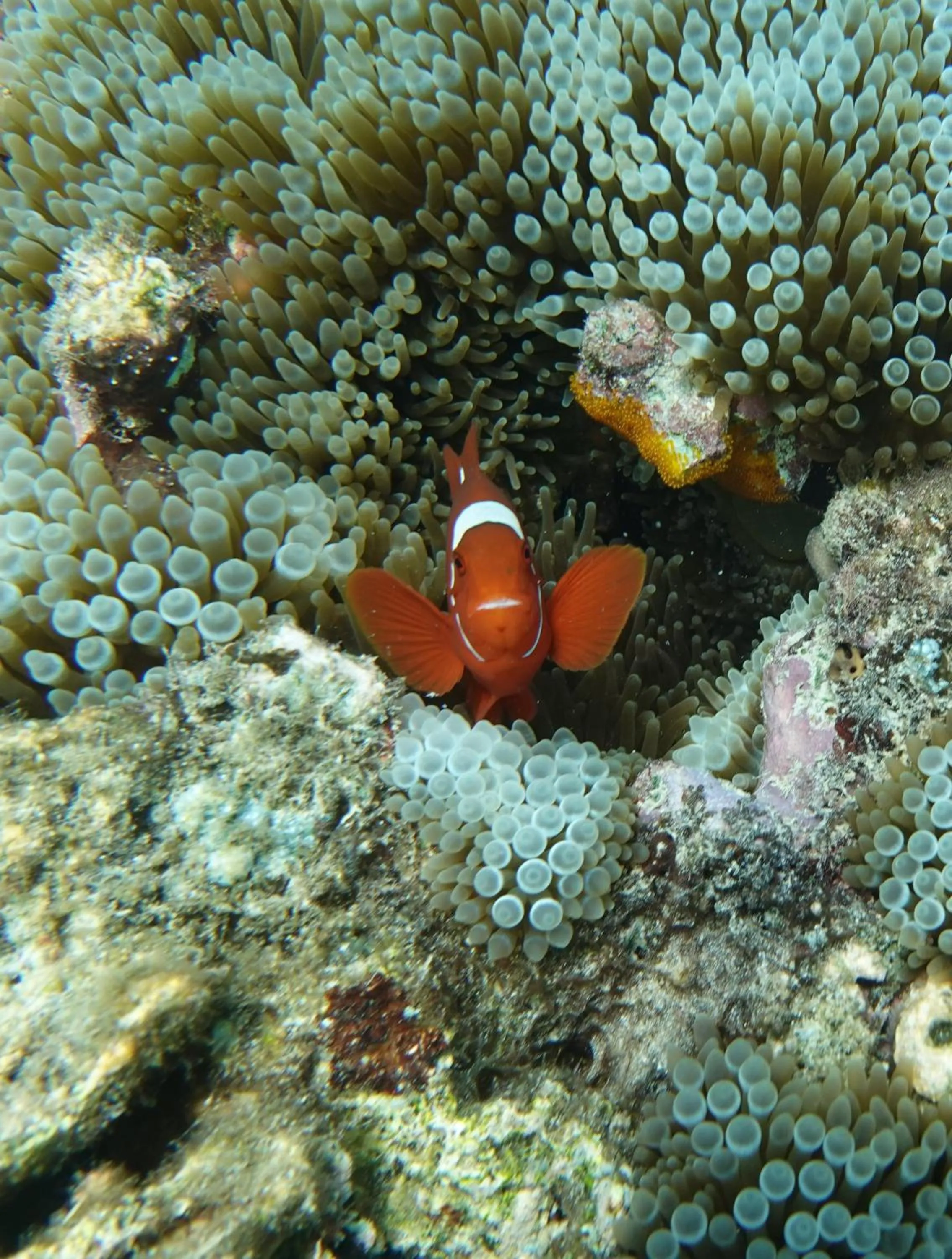 Diving in Budi Sun Resort, Flores, Maumere