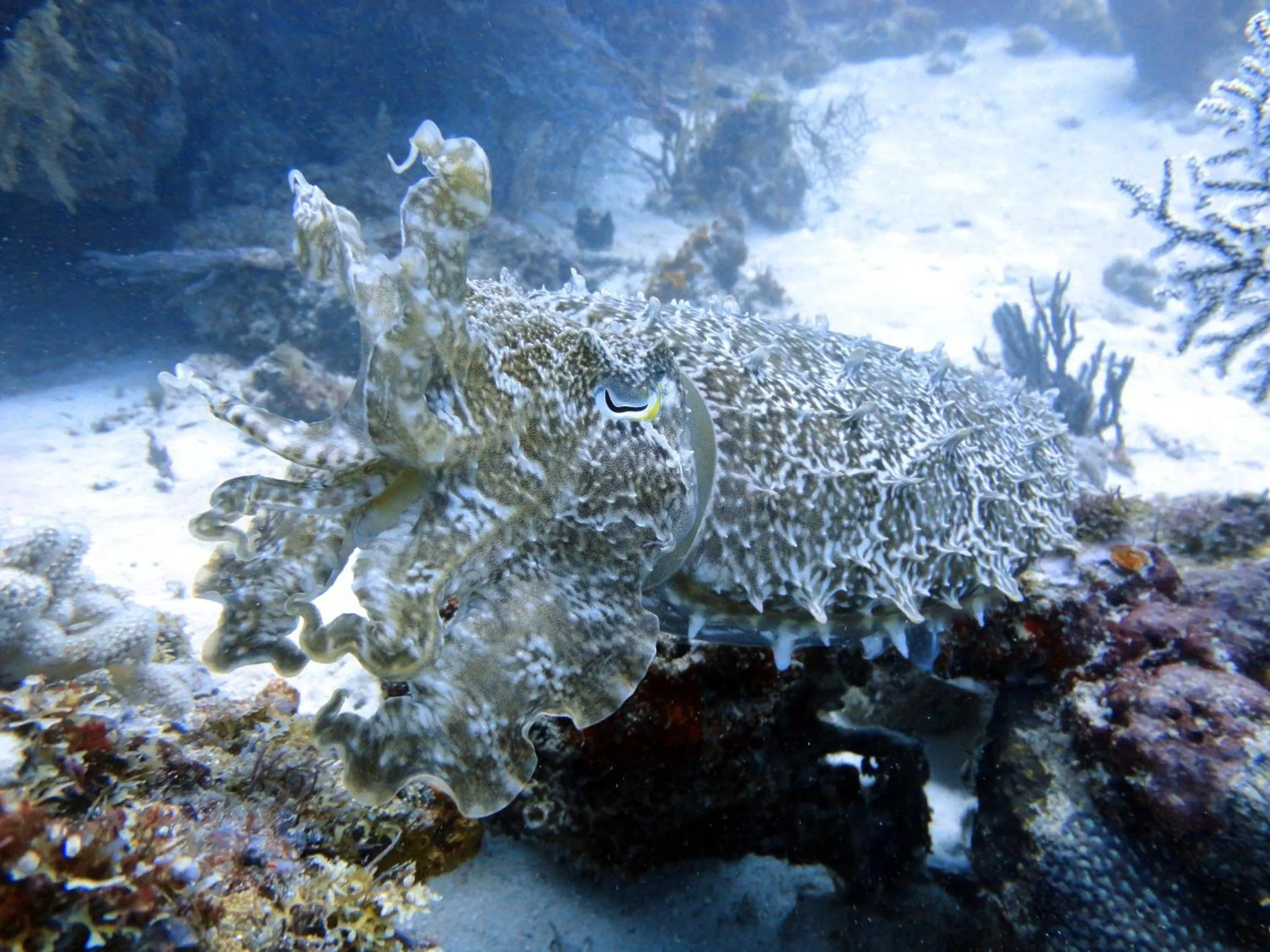 Diving in Budi Sun Resort, Flores, Maumere