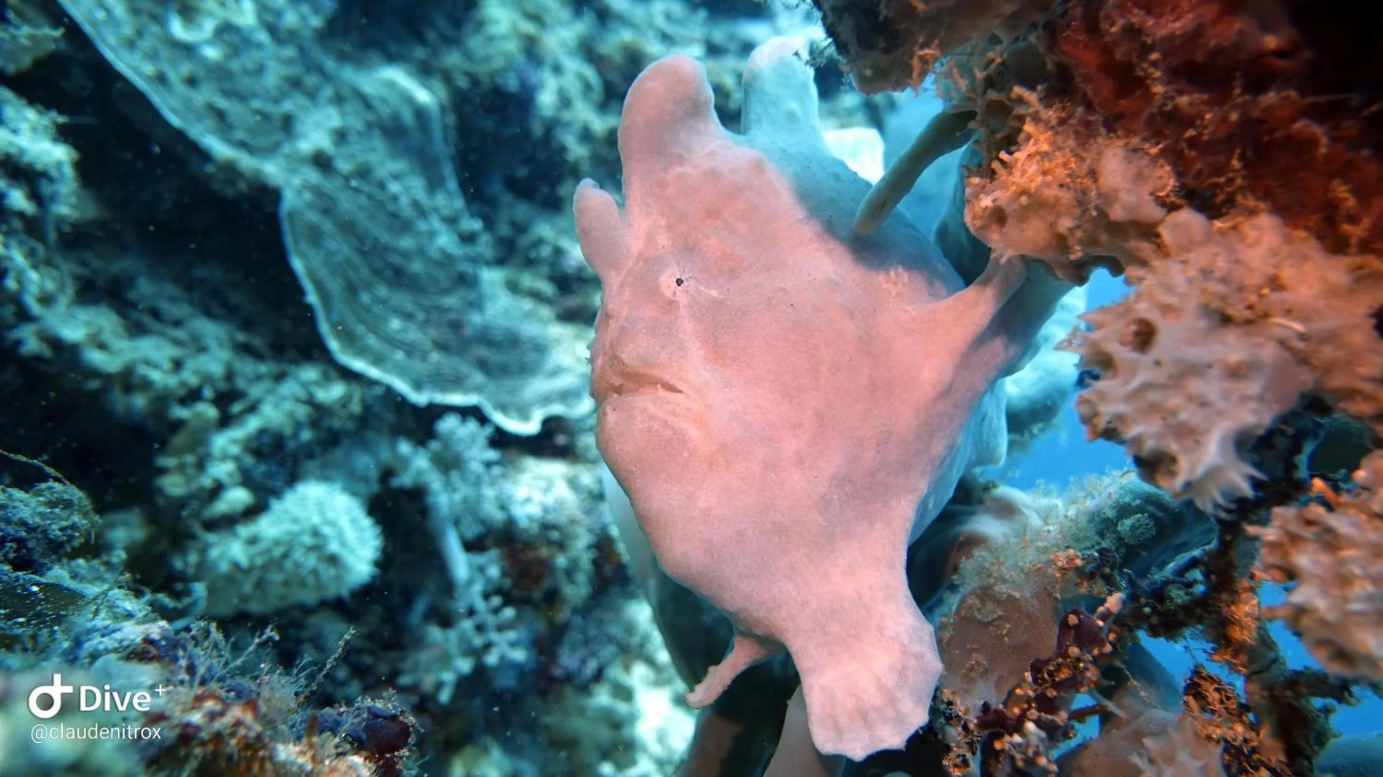 Diving in Budi Sun Resort, Flores, Maumere