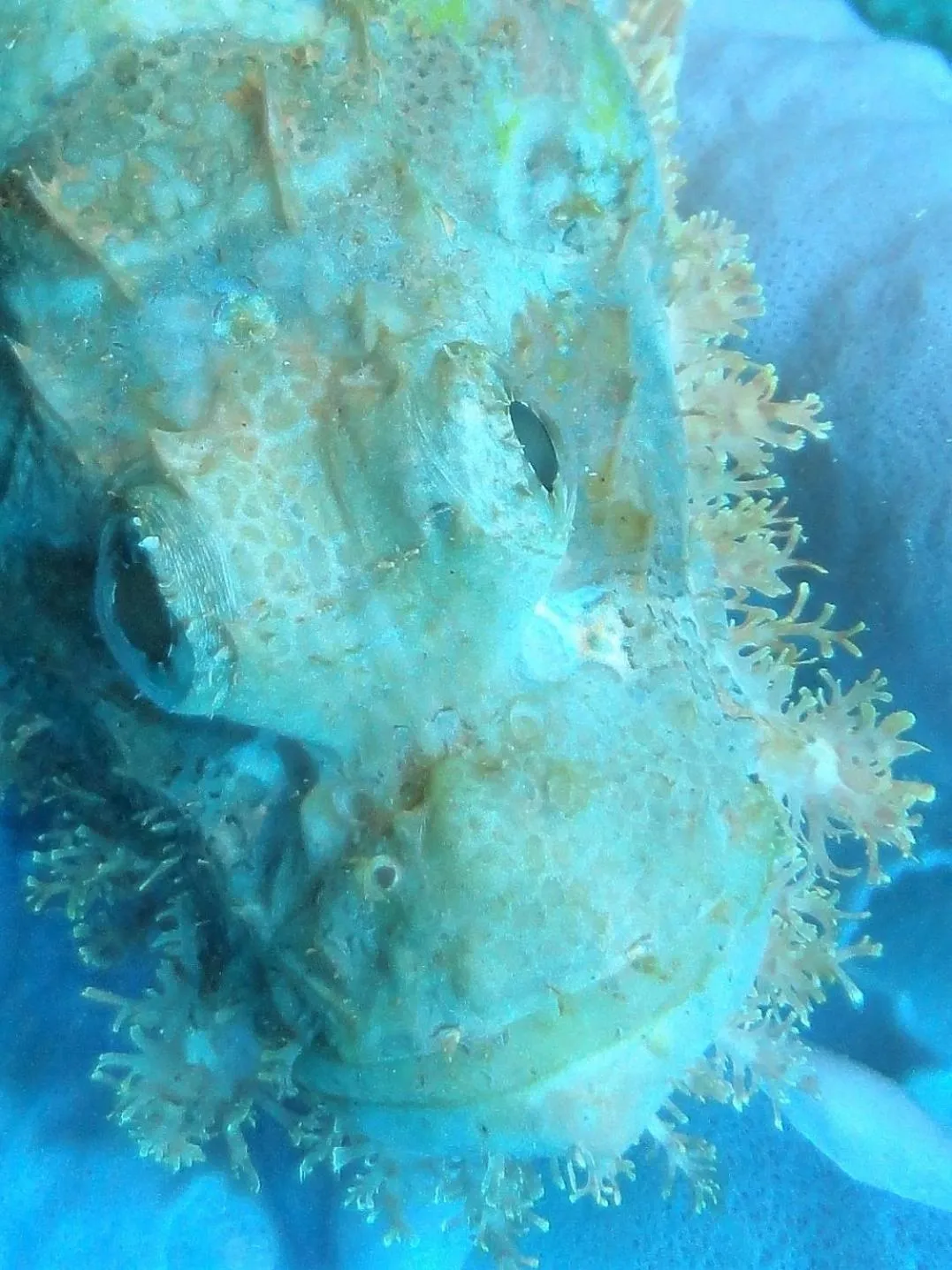 Diving in Budi Sun Resort, Flores, Maumere