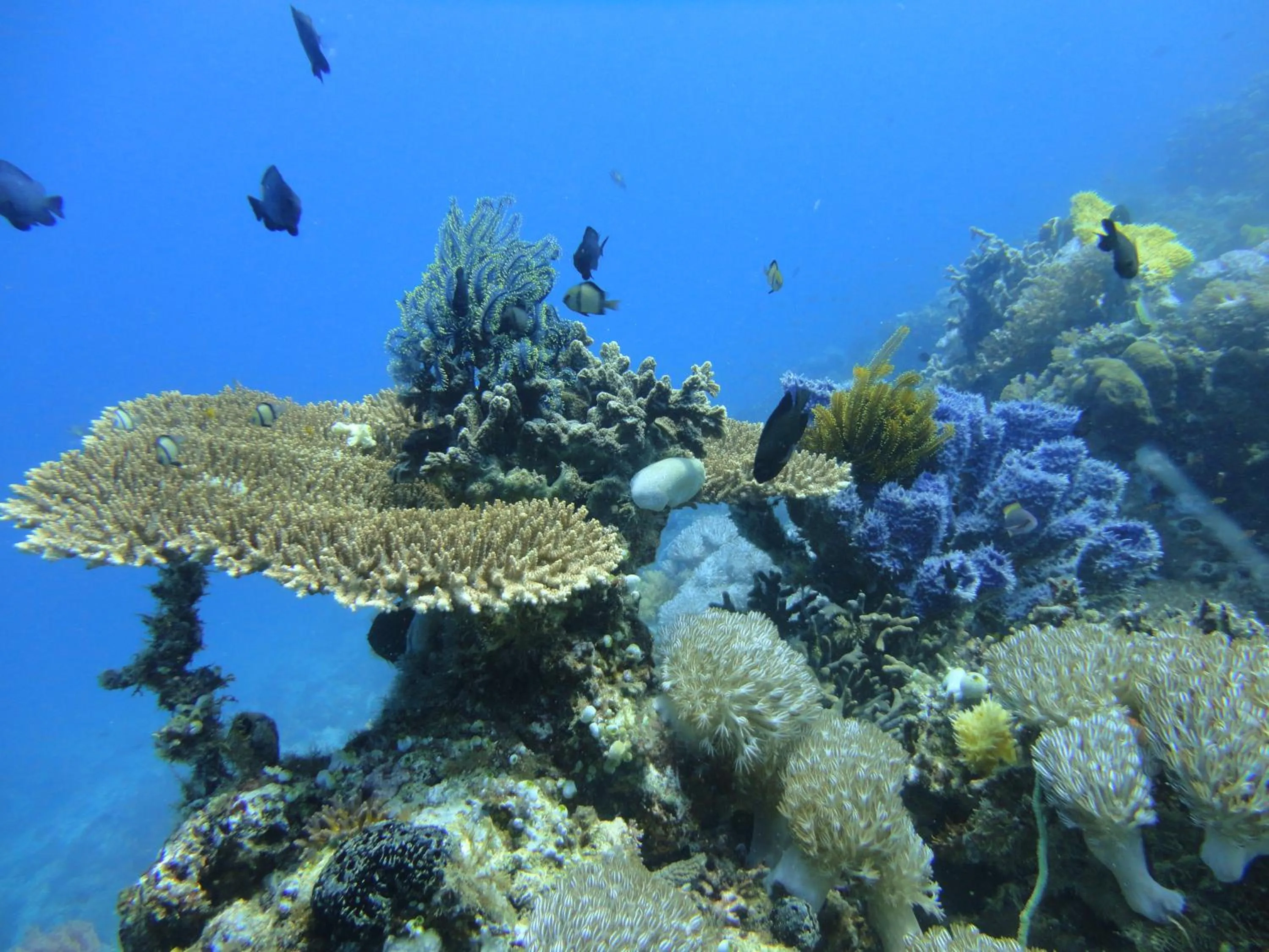 Activities in Budi Sun Resort, Flores, Maumere