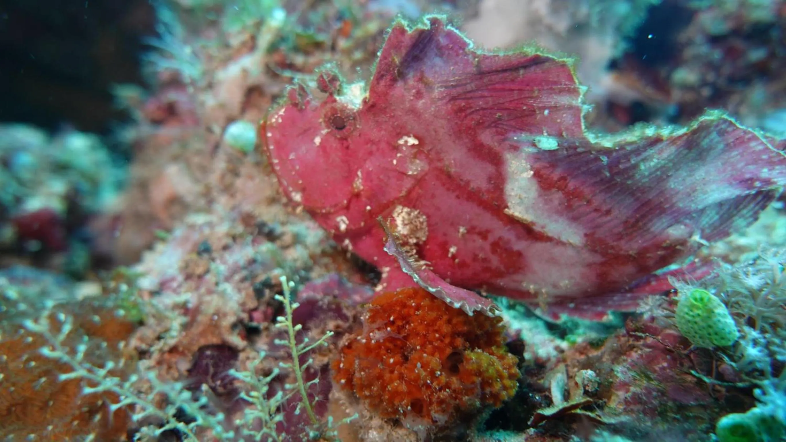 Diving in Budi Sun Resort, Flores, Maumere