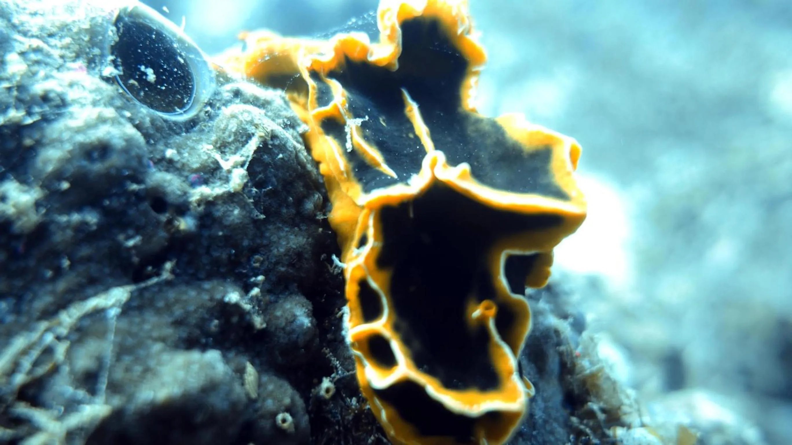 Diving in Budi Sun Resort, Flores, Maumere