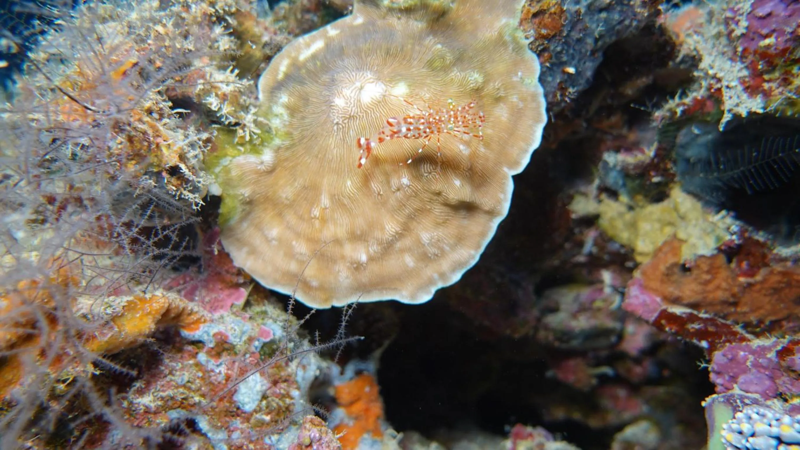Diving in Budi Sun Resort, Flores, Maumere