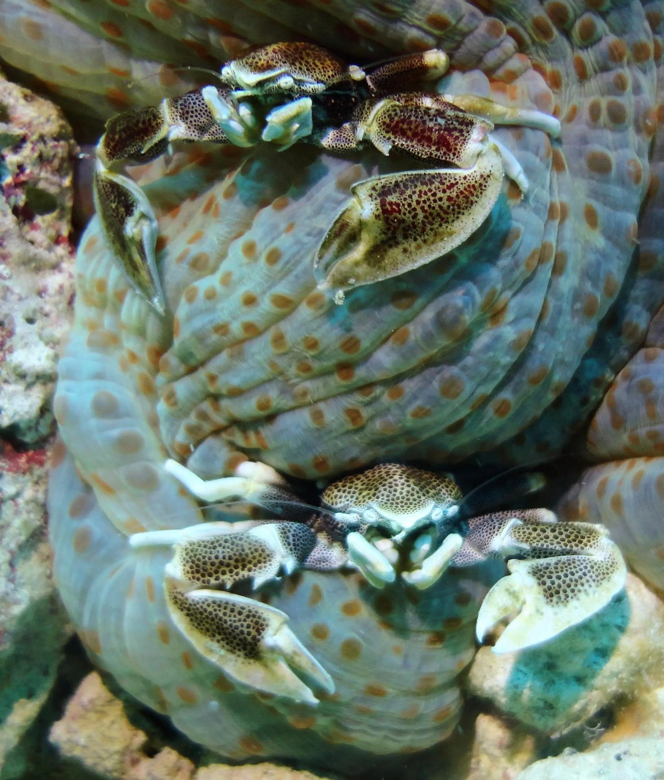Diving in Budi Sun Resort, Flores, Maumere