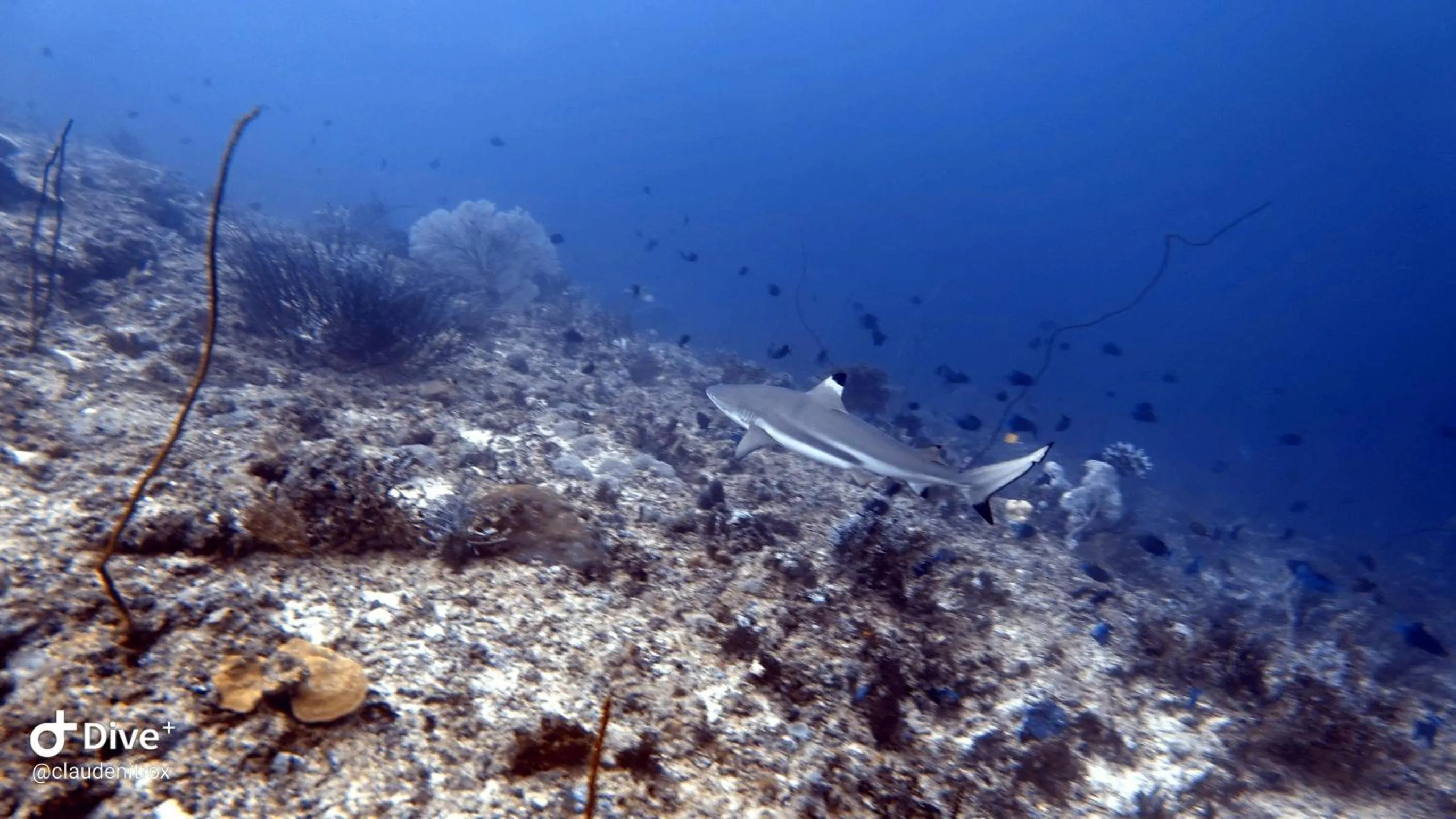 Diving in Budi Sun Resort, Flores, Maumere