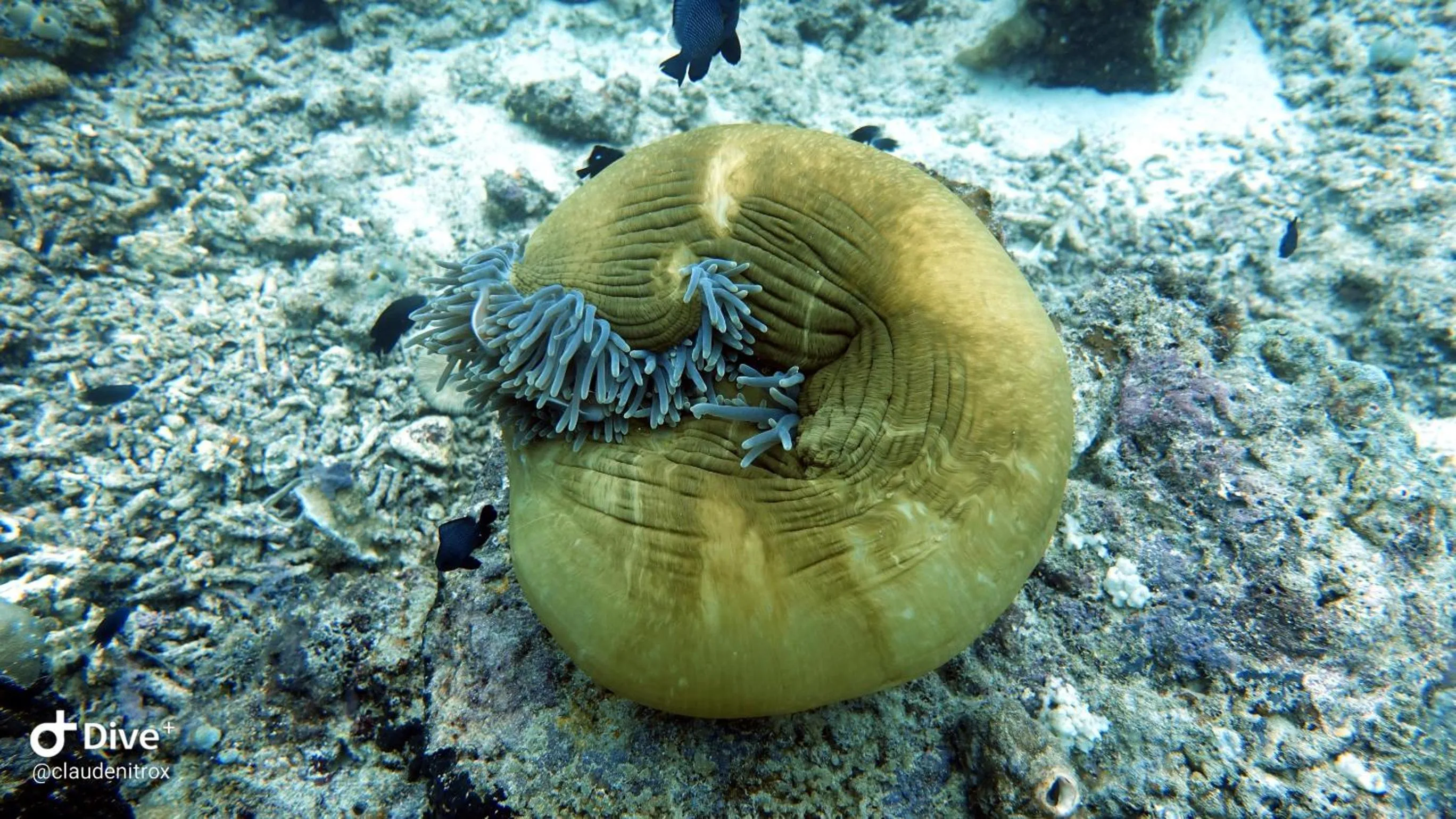 Diving in Budi Sun Resort, Flores, Maumere