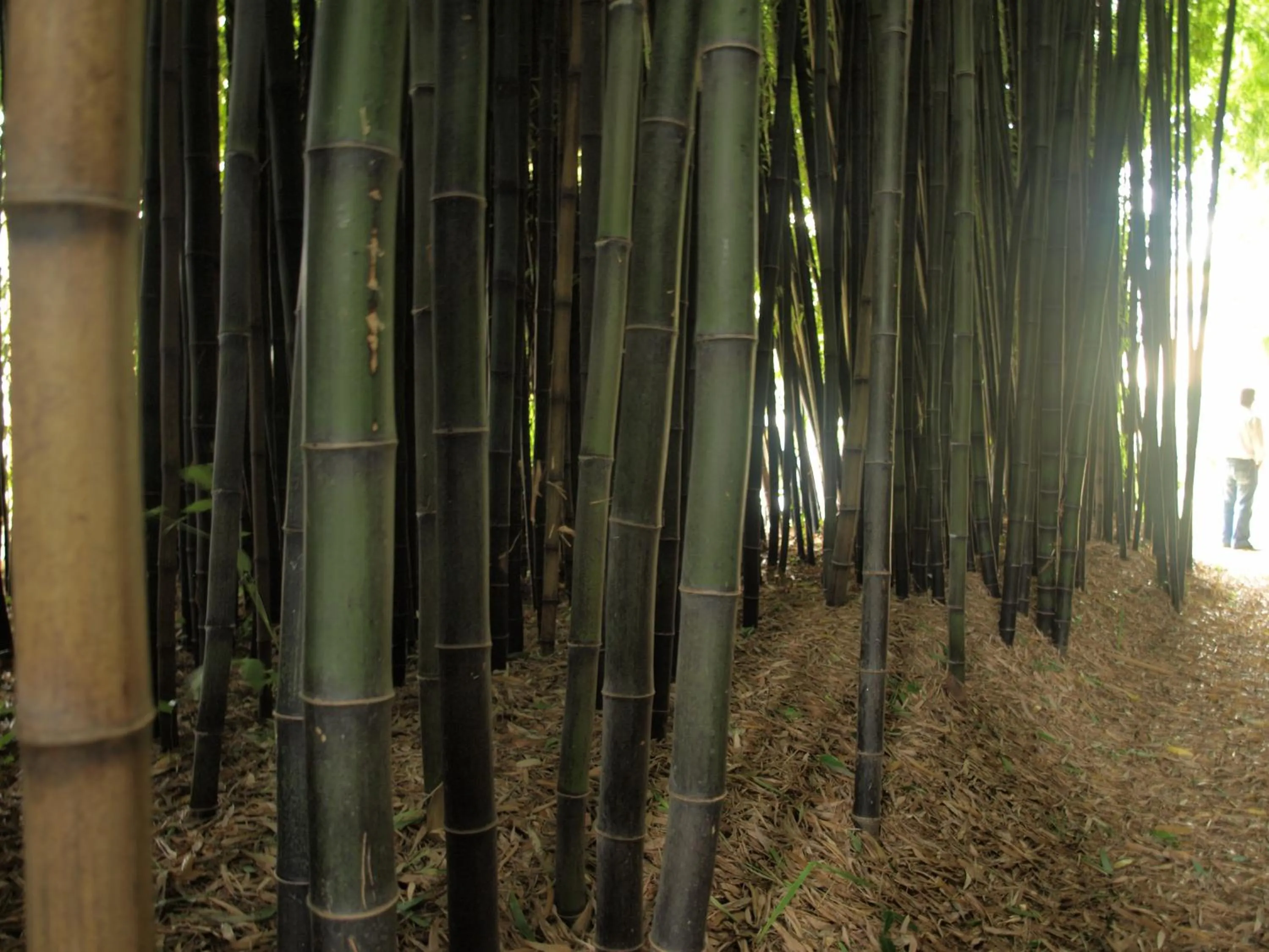 Garden in Balneario Hotel Dávila