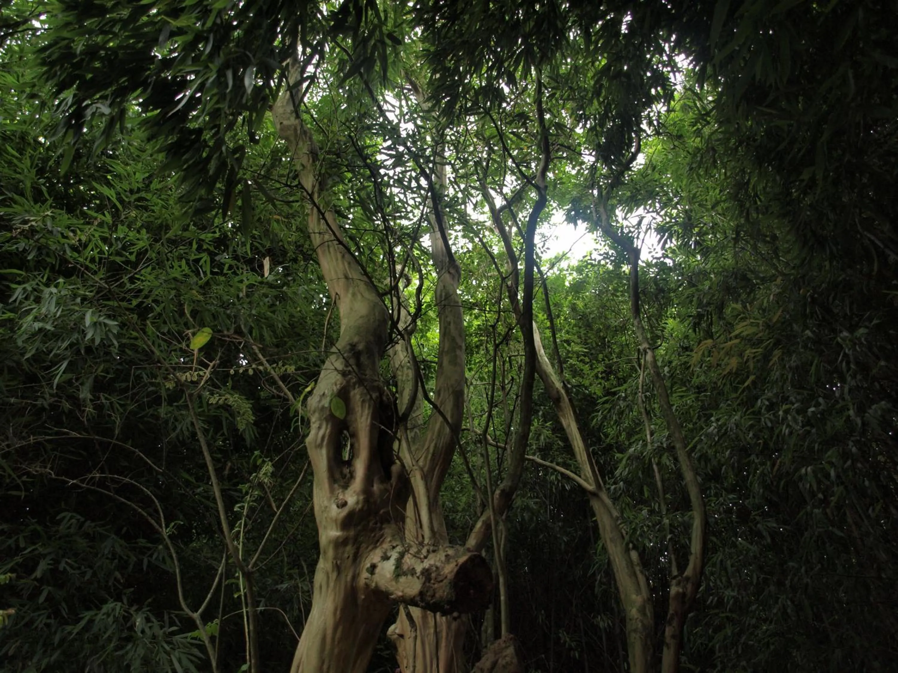 Garden in Balneario Hotel Dávila