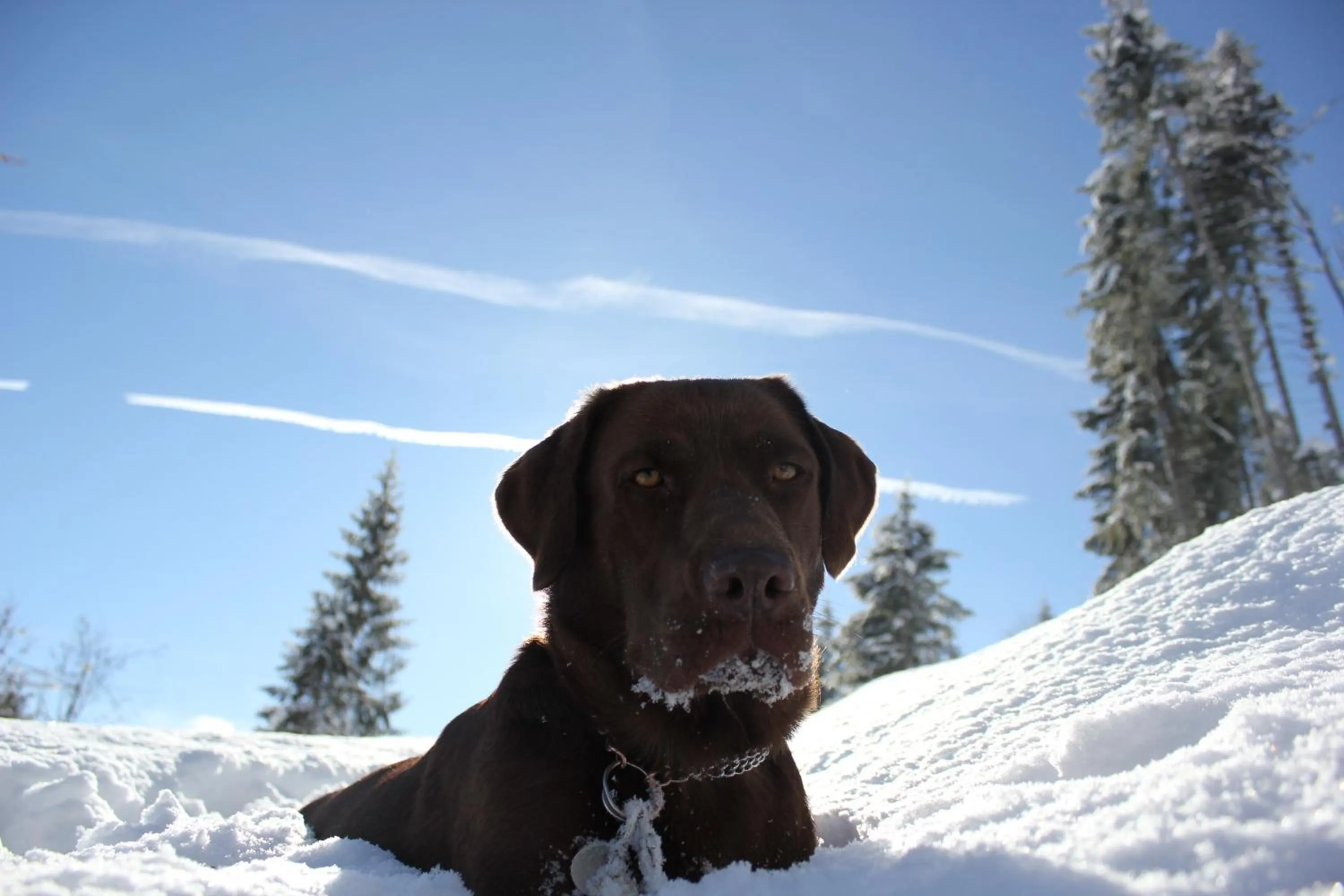Pets in Hotel AlpenSchlössl