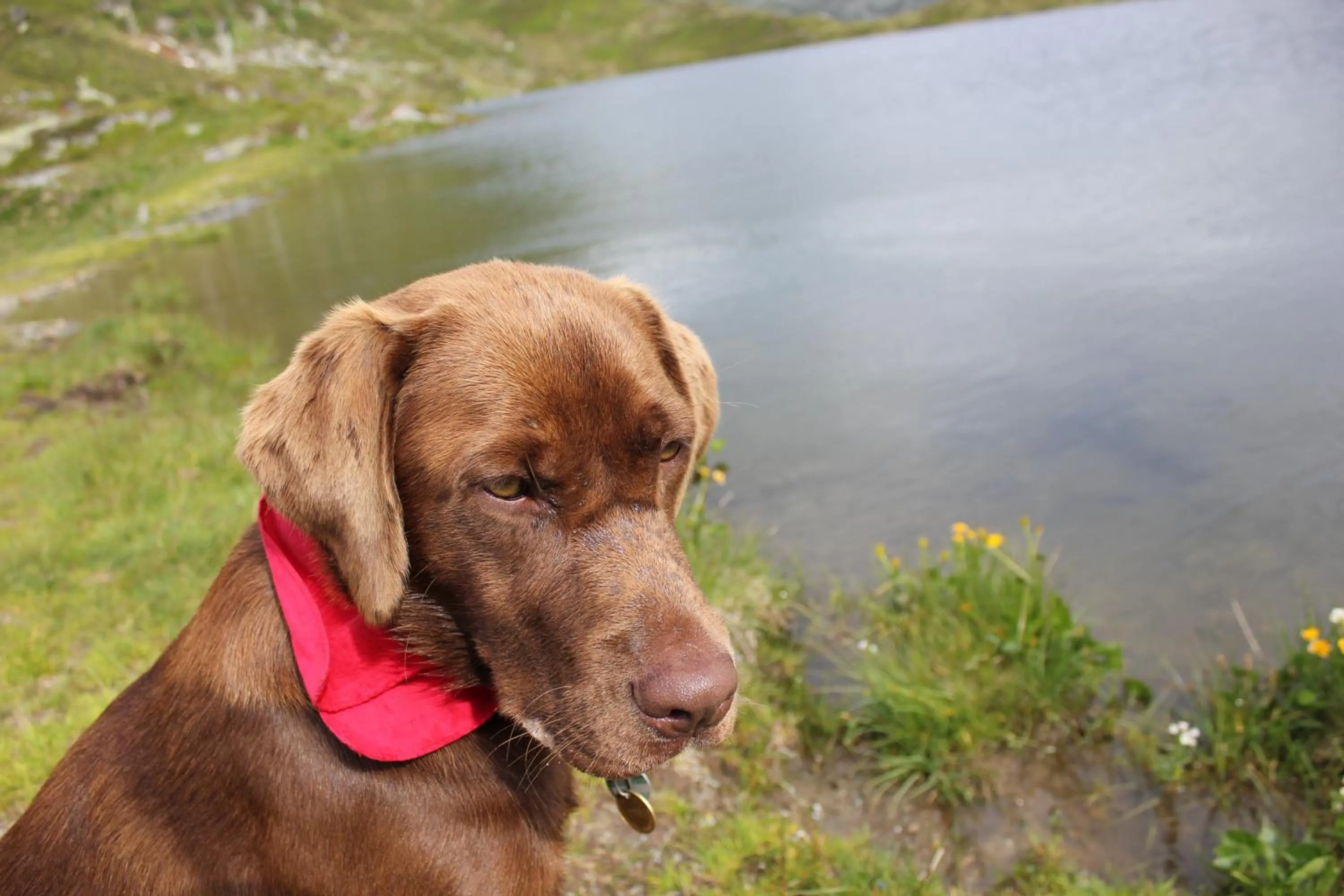 Pets in Hotel AlpenSchlössl