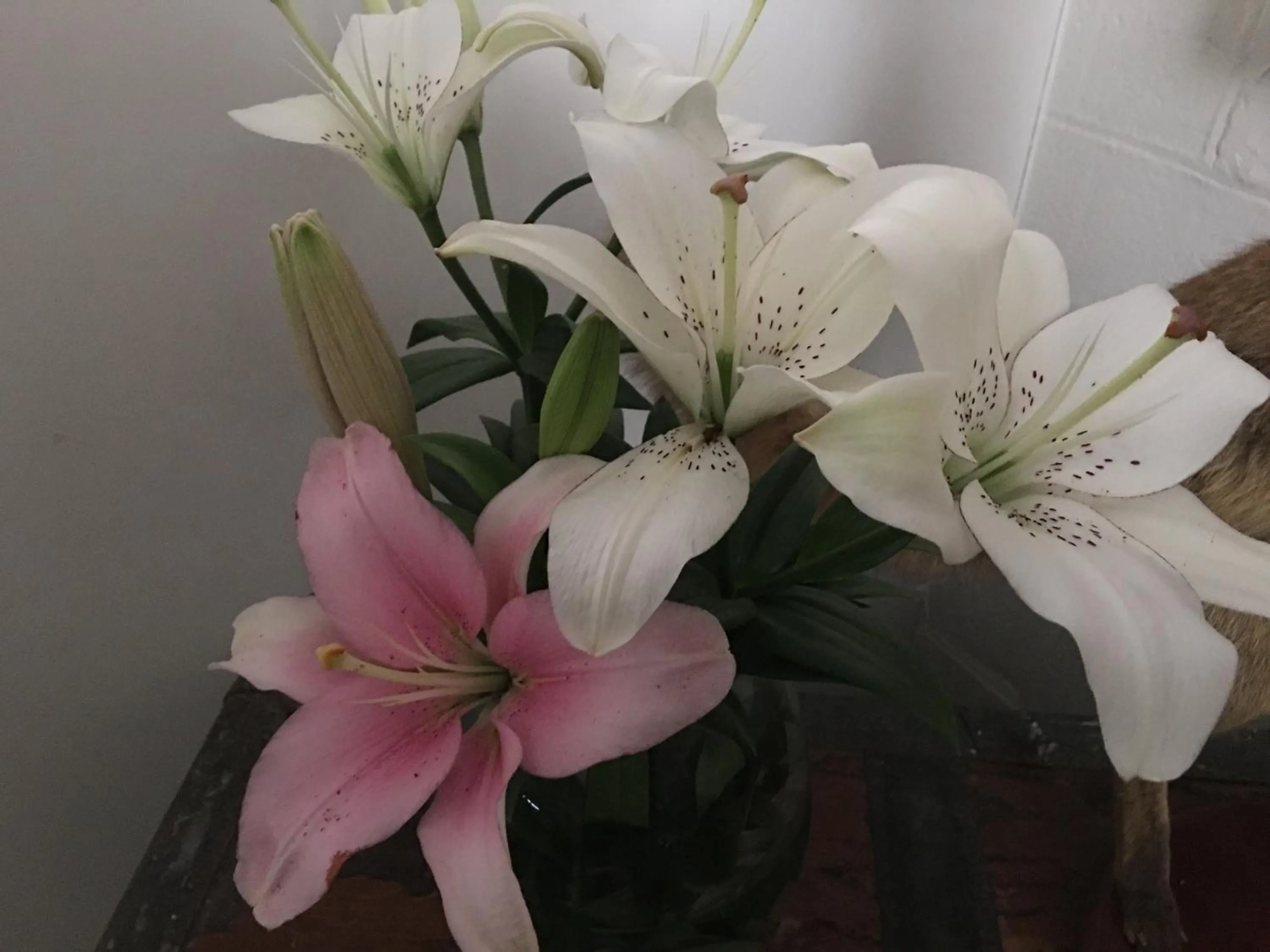 Decorative detail in Club Boutique Hotel Cunnamulla