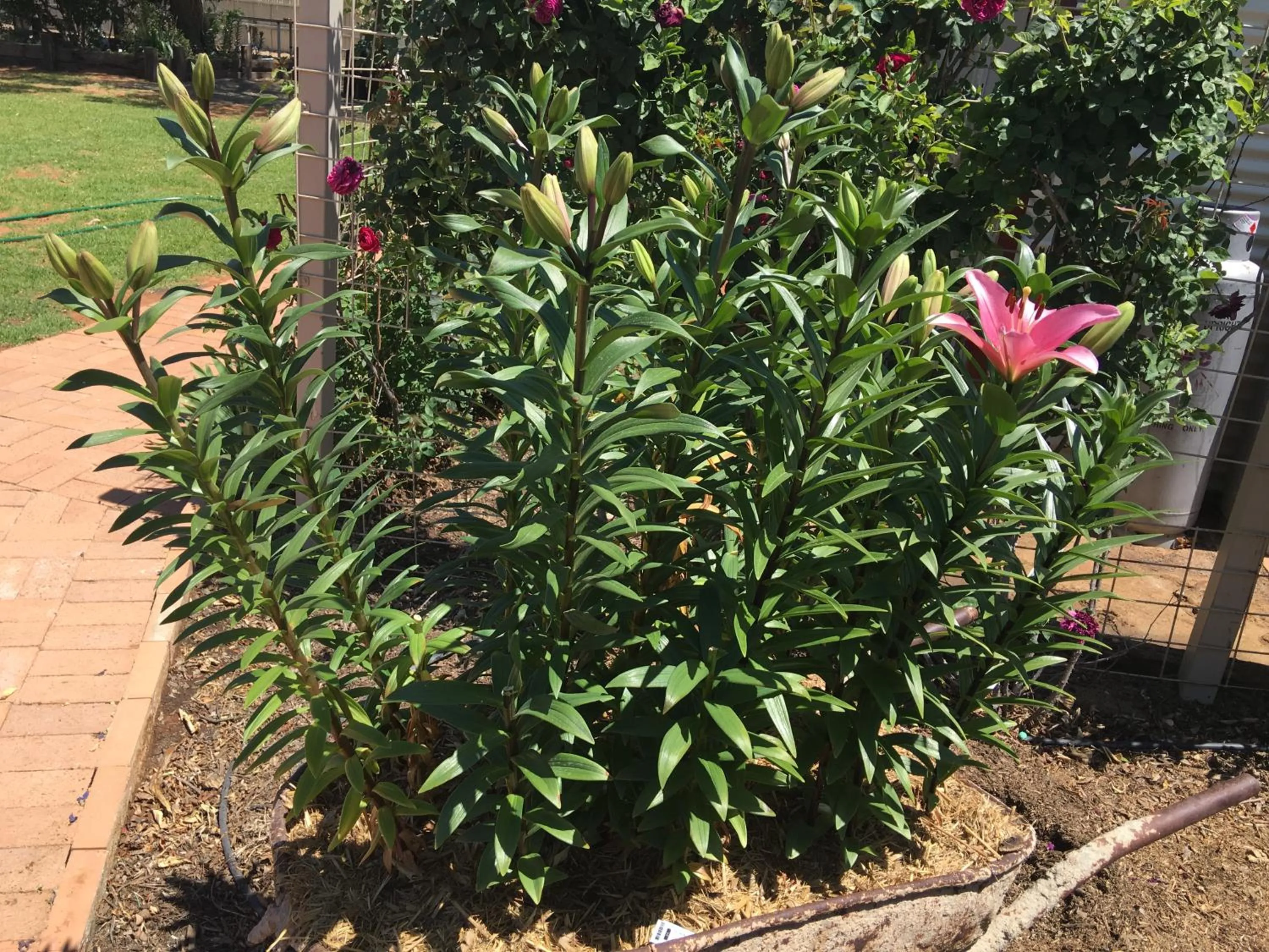 Garden in Club Boutique Hotel Cunnamulla