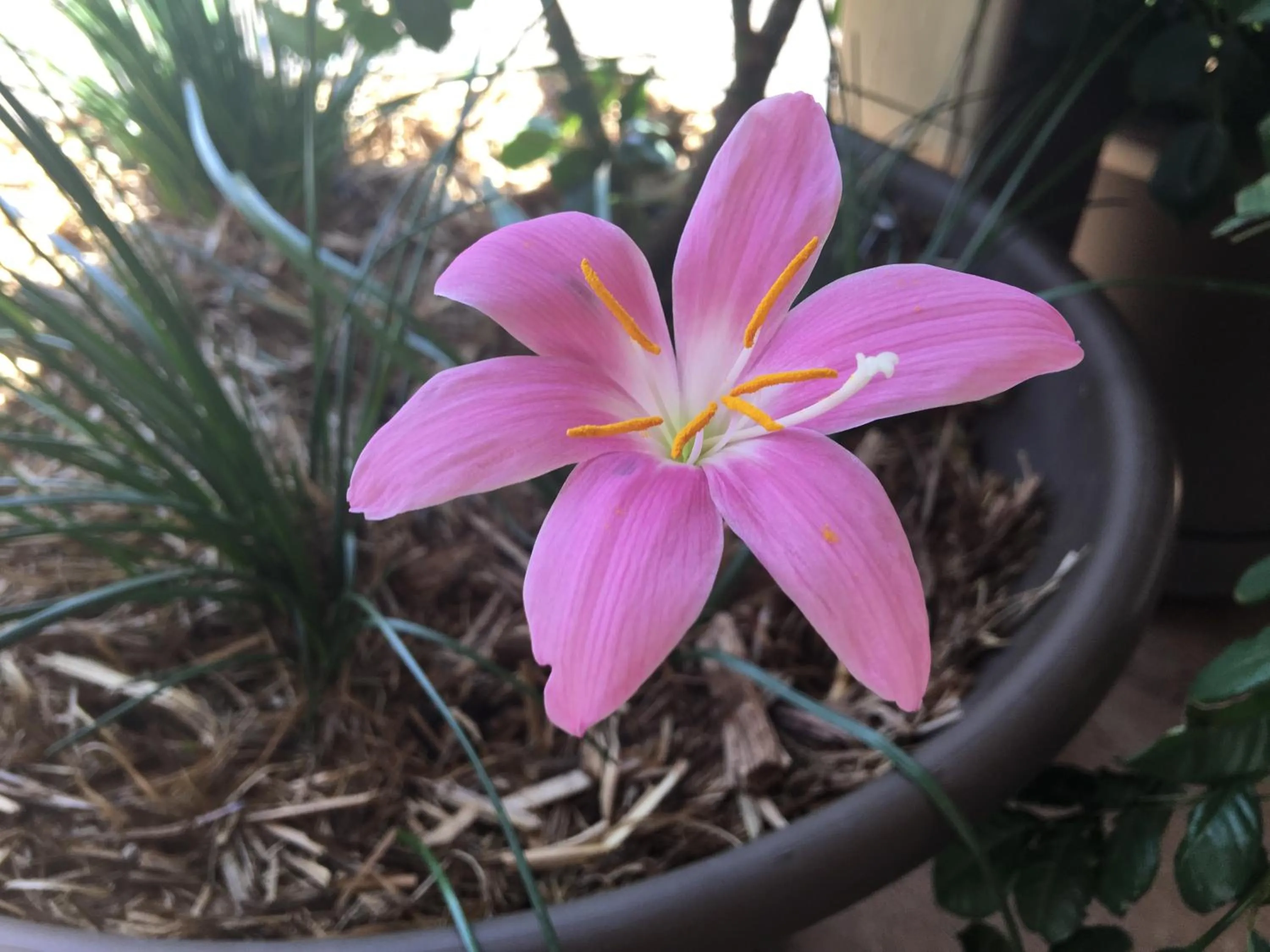 Garden in Club Boutique Hotel Cunnamulla