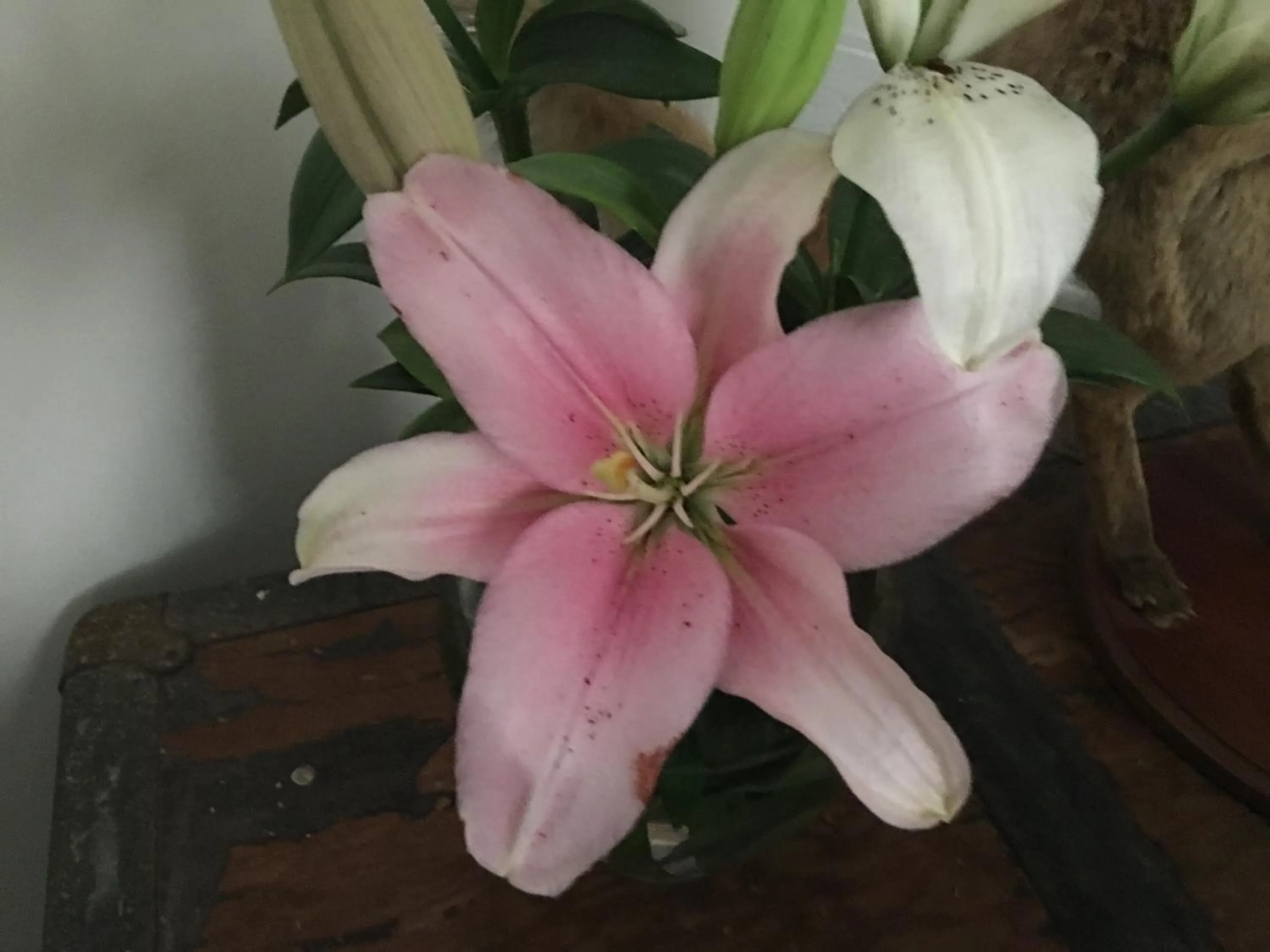 Decorative detail in Club Boutique Hotel Cunnamulla