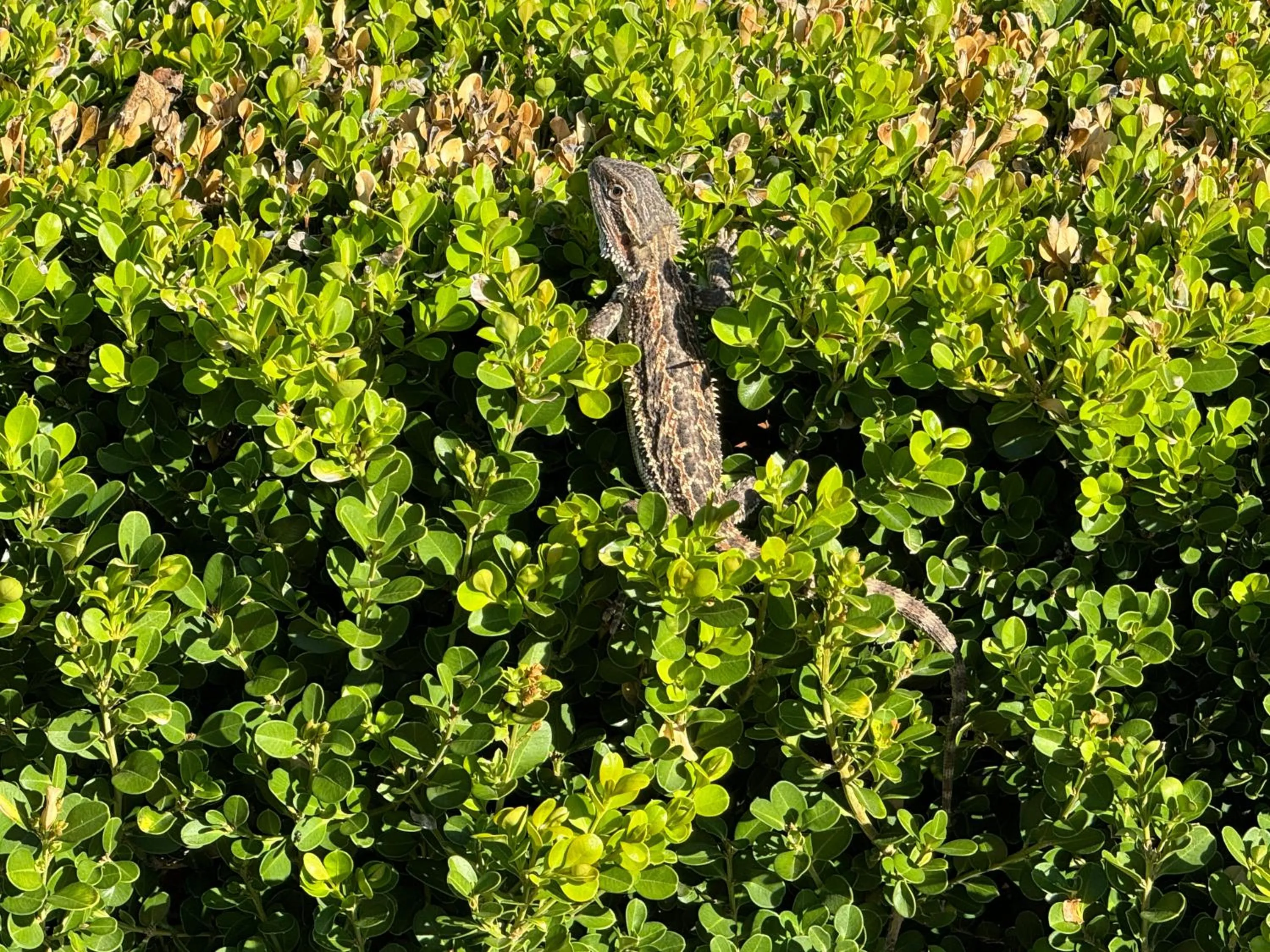 Natural landscape in Club Boutique Hotel Cunnamulla