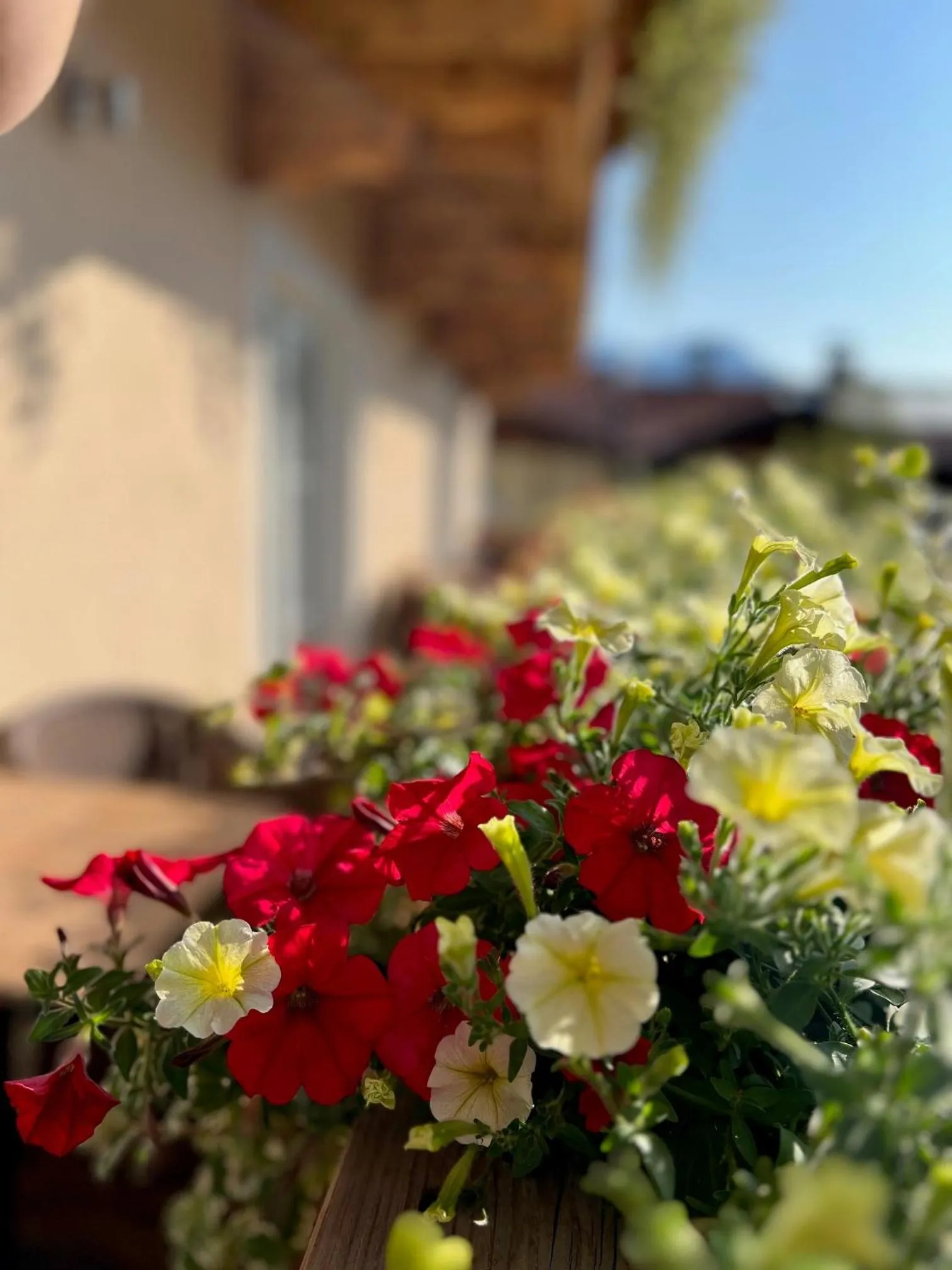 Spring in Residenz Theresa