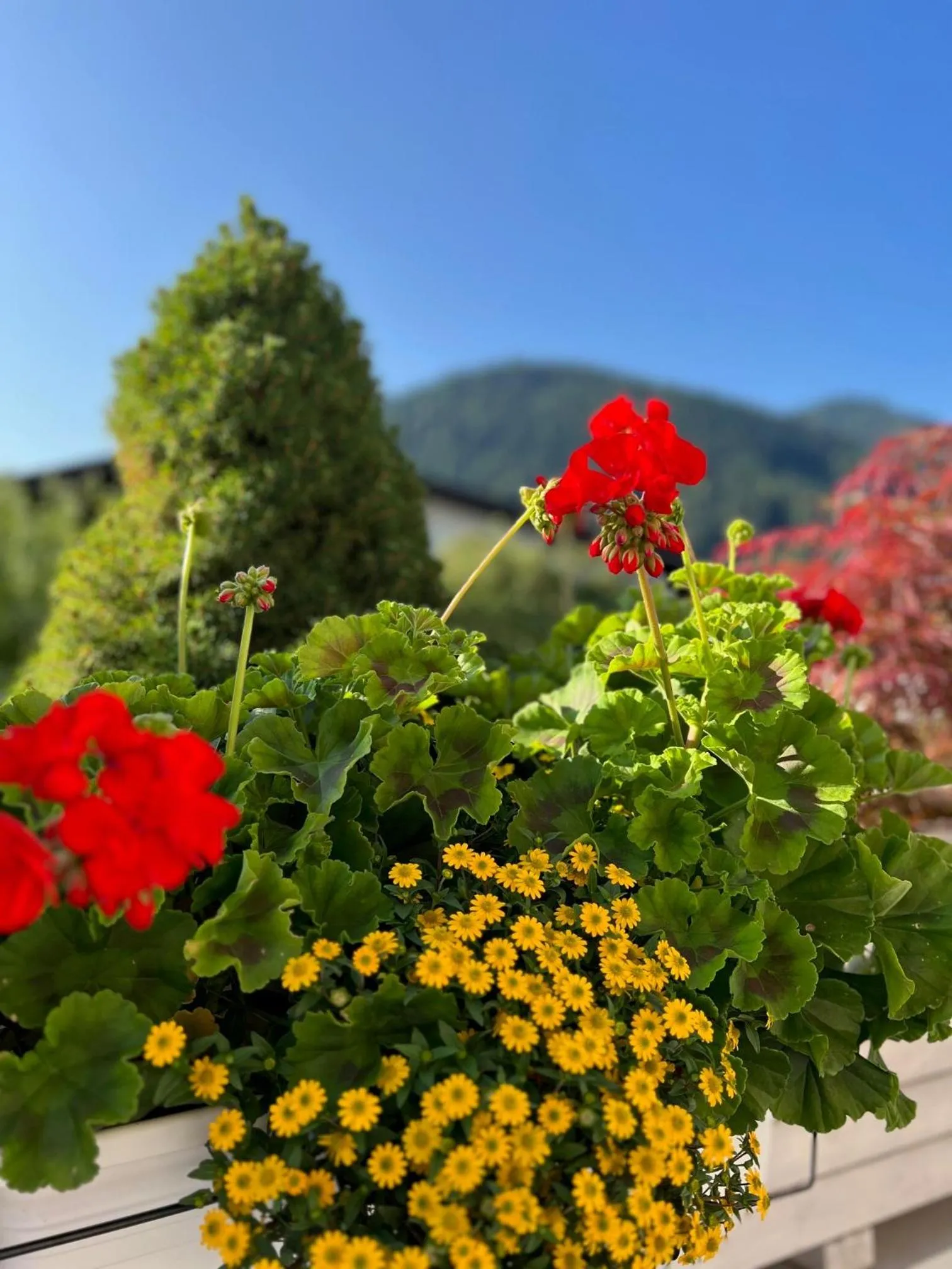 Spring in Residenz Theresa