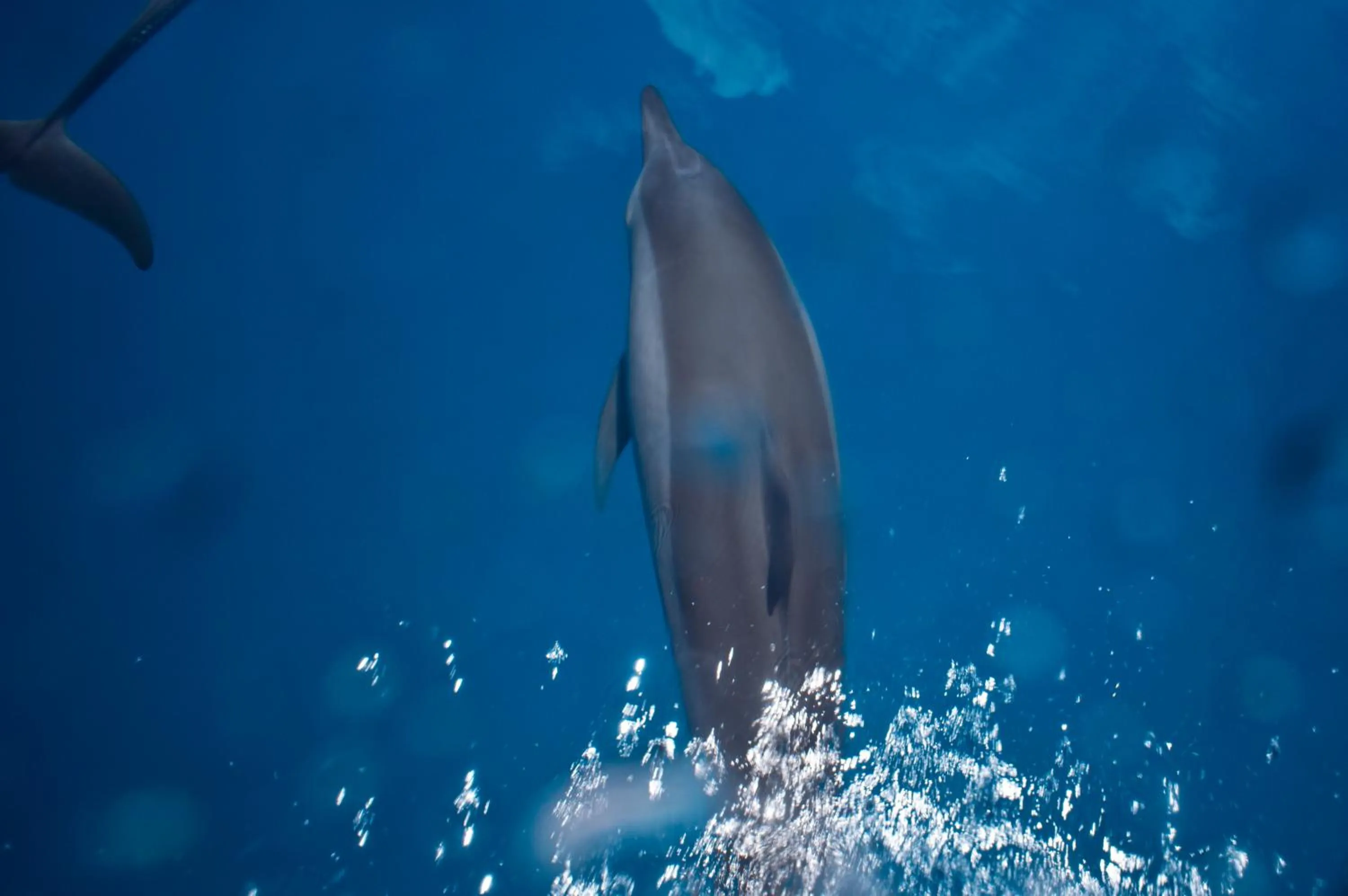 Snorkeling in WhiteShell Island Hotel & Spa