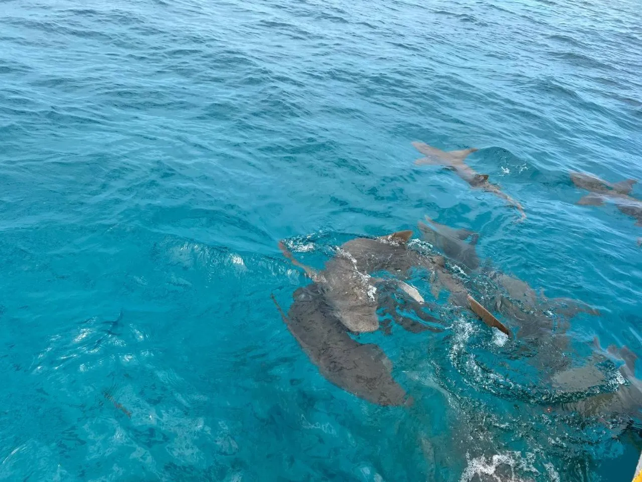 Vaali Maldives Island Escapes & Dive