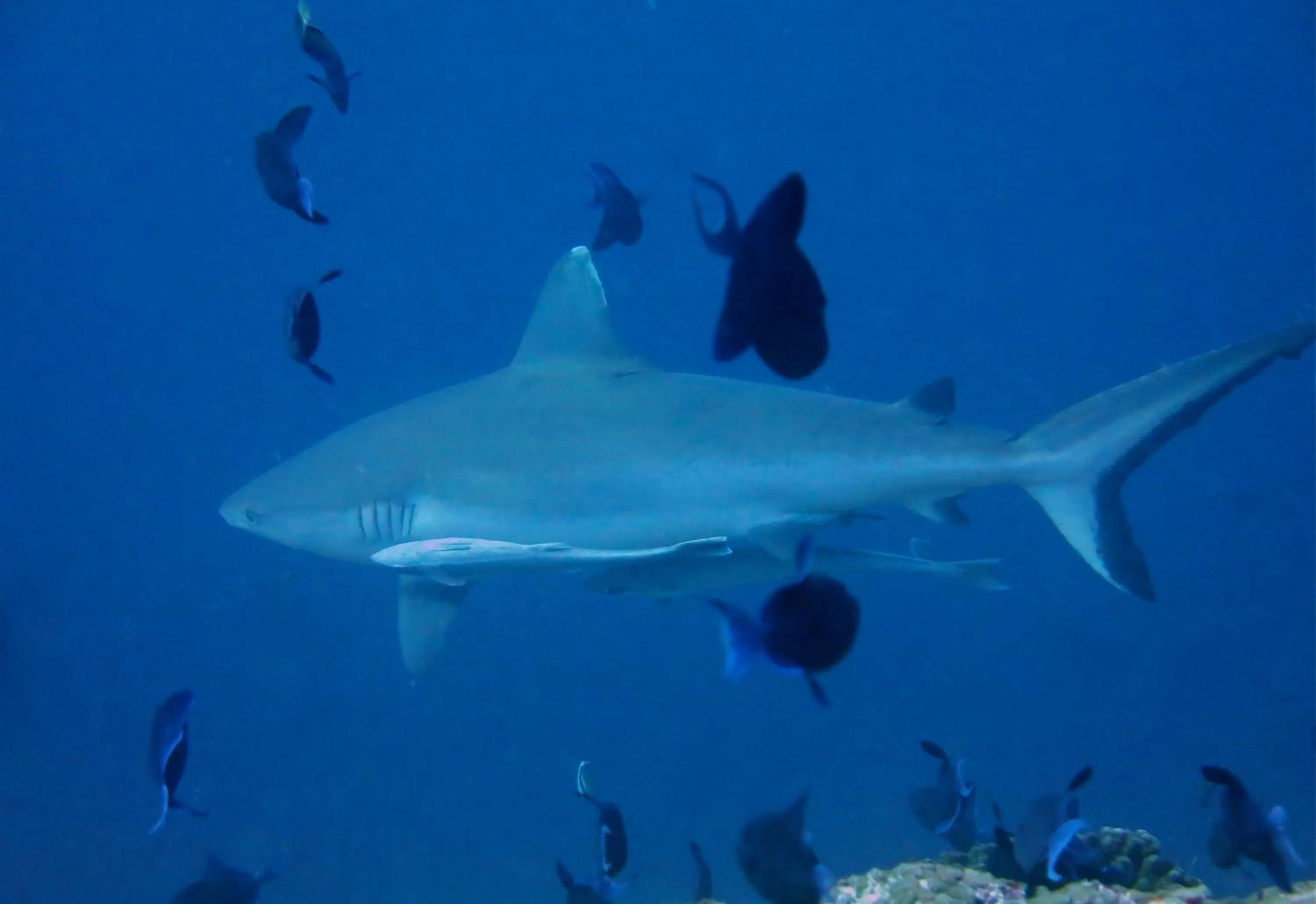 Vaali Maldives Island Escapes & Dive