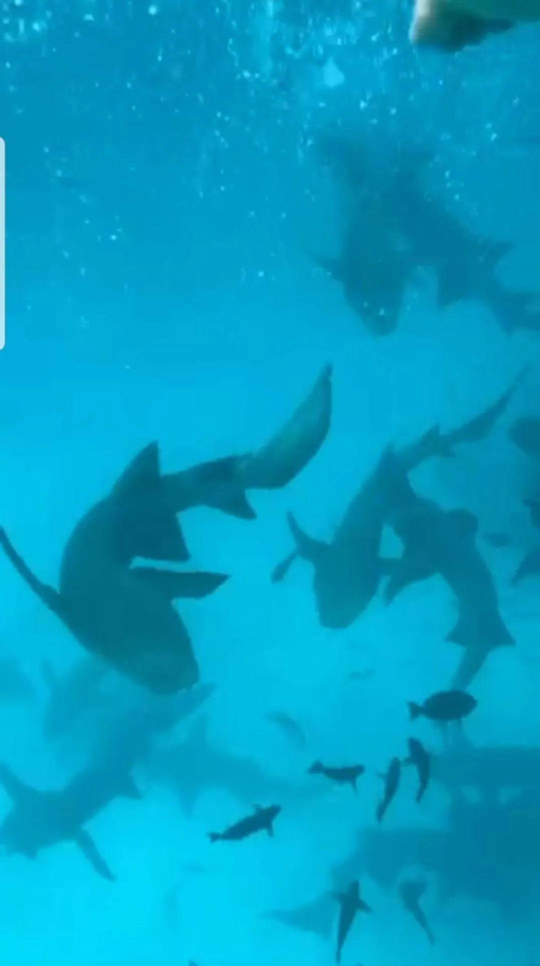 Vaali Maldives Island Escapes & Dive