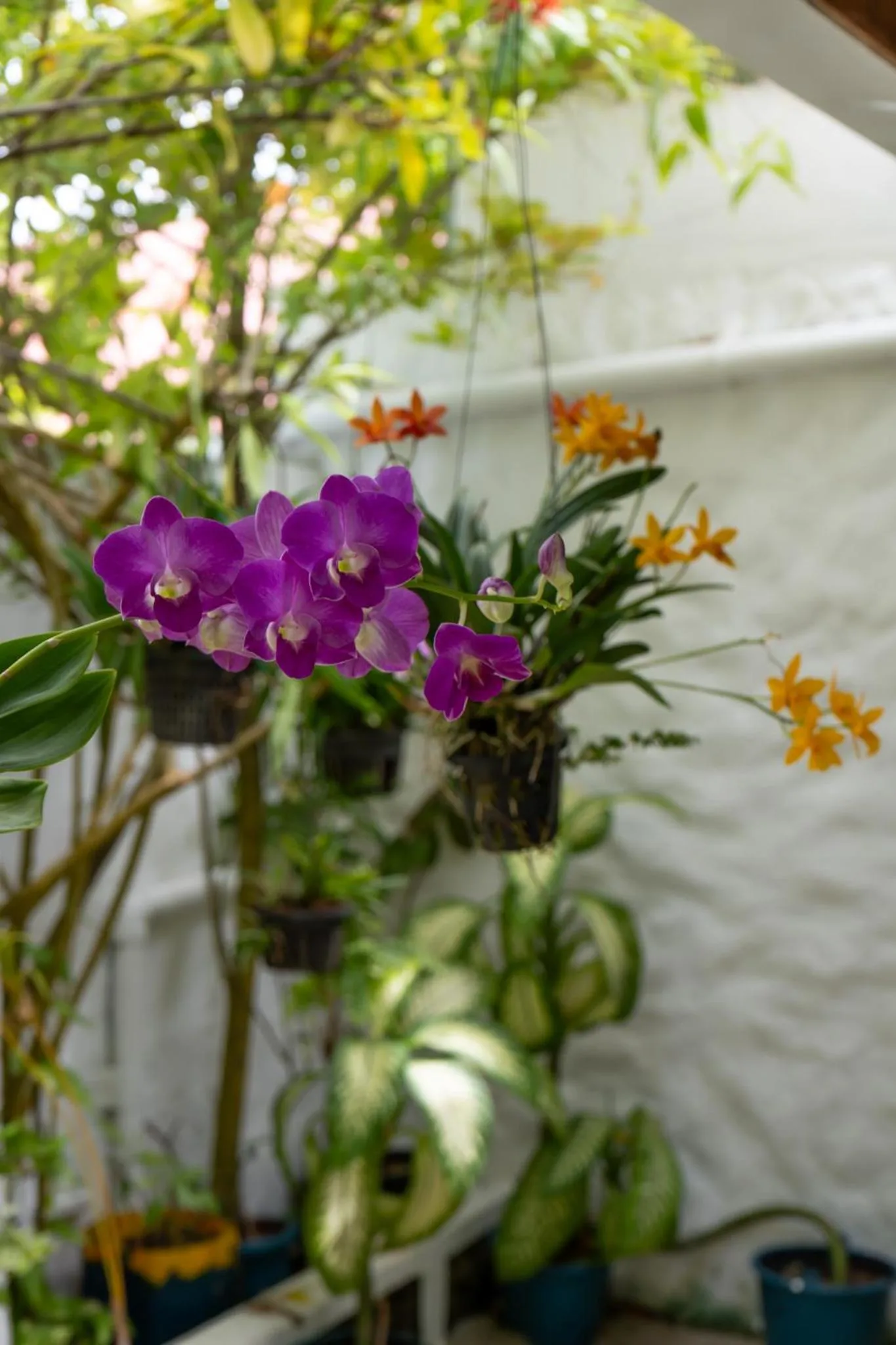 Vaali Maldives Island Escapes & Dive