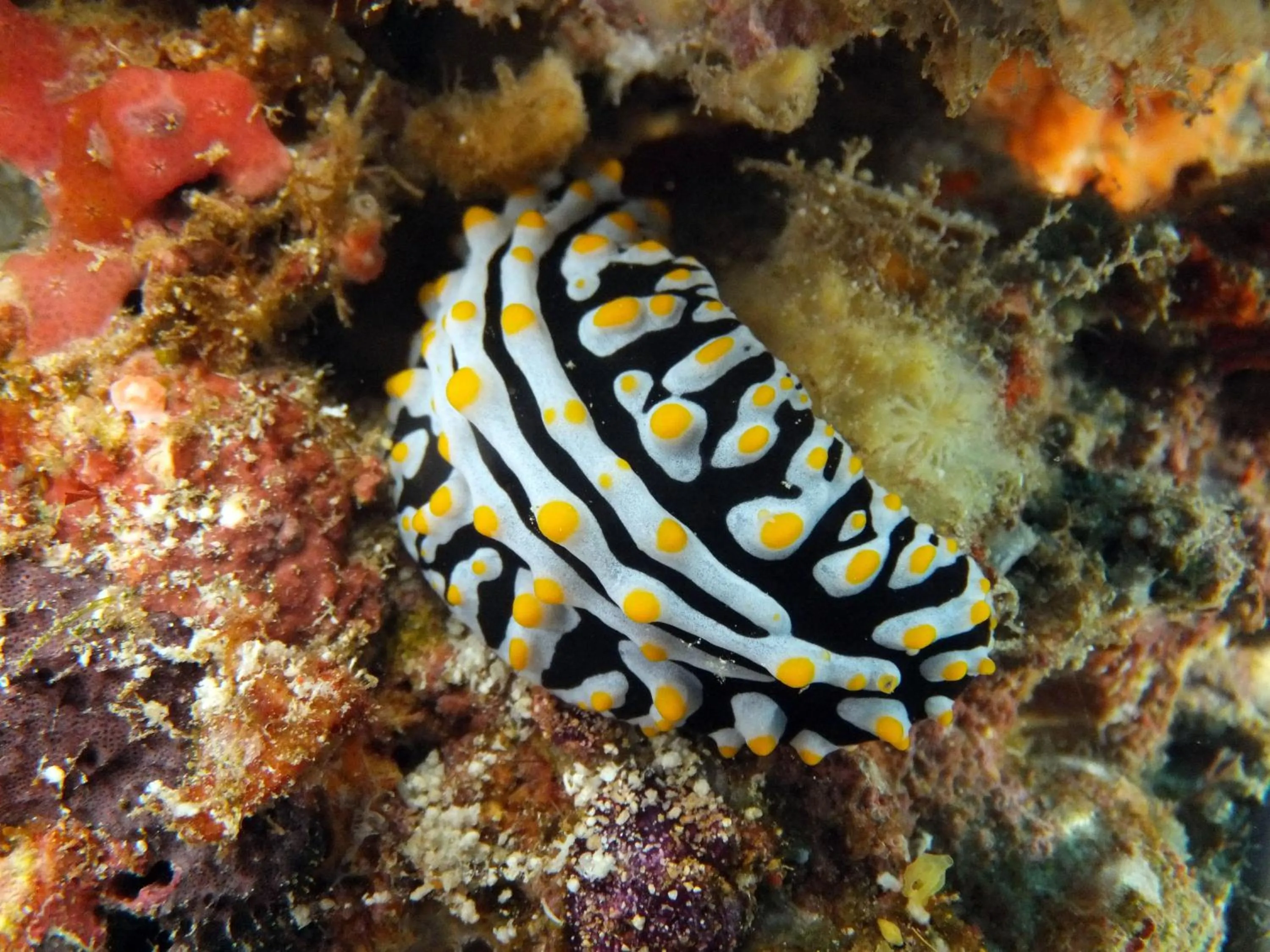 Vaali Maldives Island Escapes & Dive