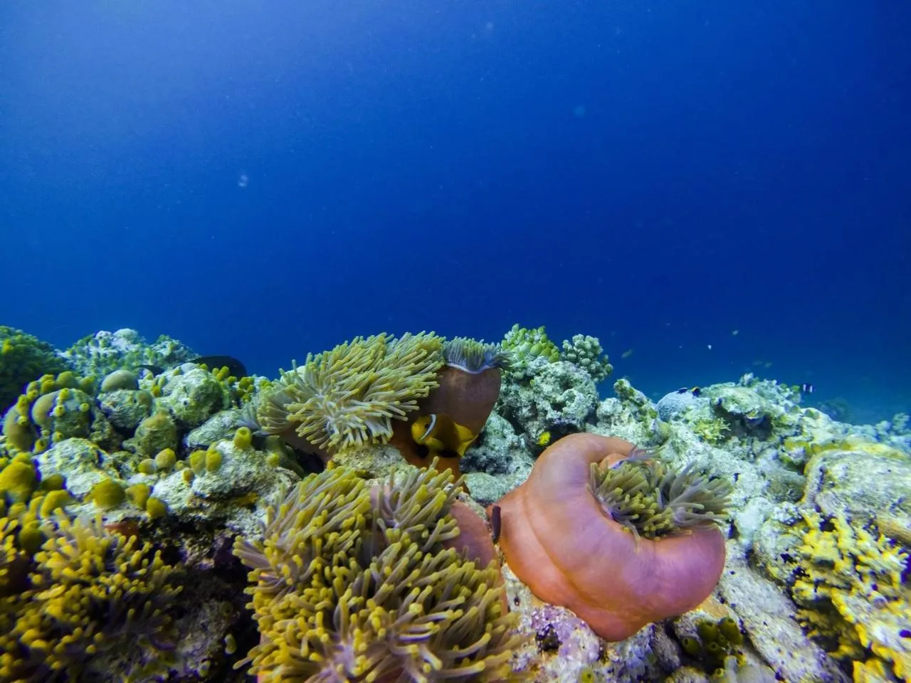 Snorkeling in Vaali Maldives Island Escapes & Dive