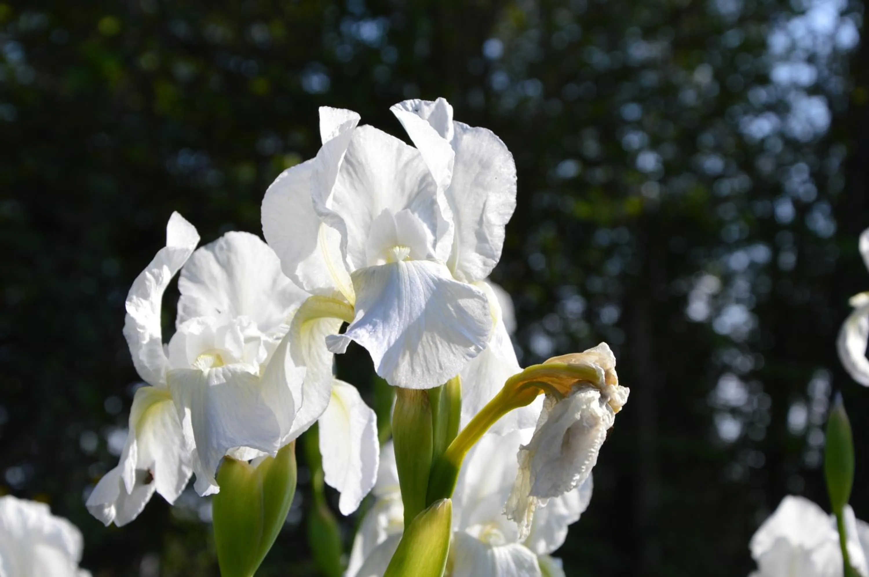 Decorative detail in Agriturismo Tenuta Buon Respiro