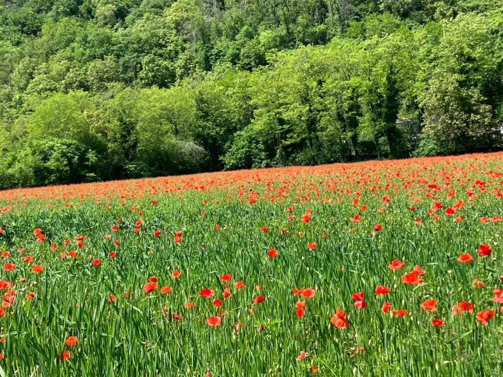 Natural landscape in B&B COL DE LE MOLE - DOLOMITI BELLUNESI