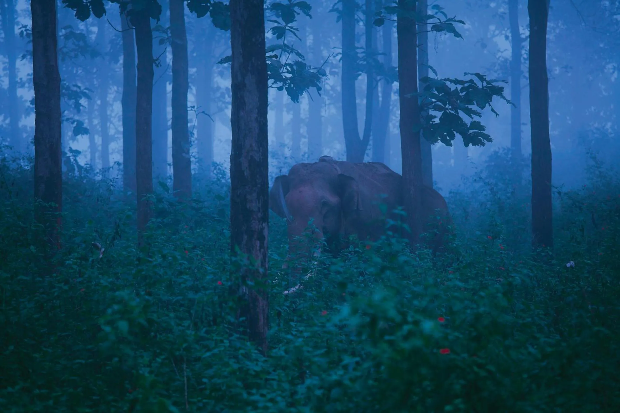 Off site in The Woods Resorts Wayanad