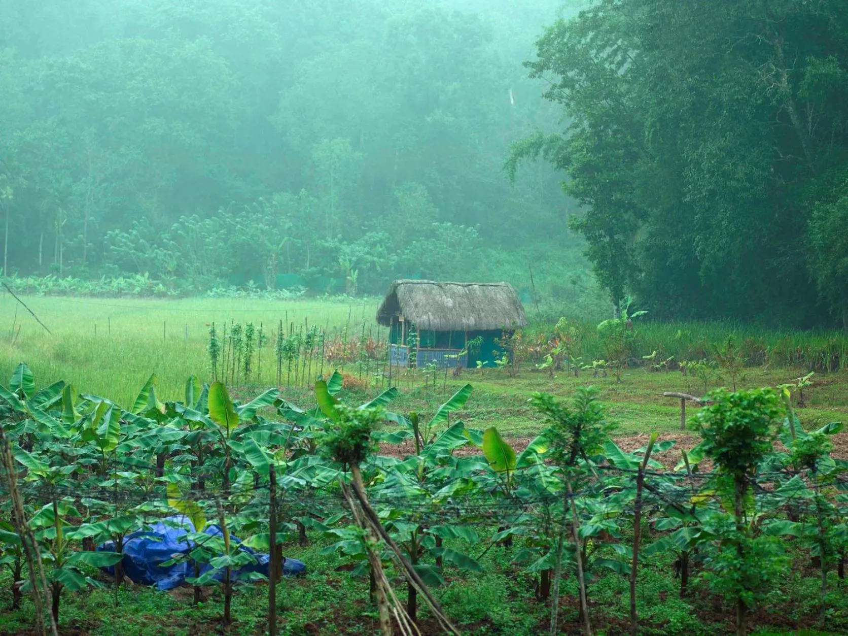 Natural landscape in The Woods Resorts Wayanad