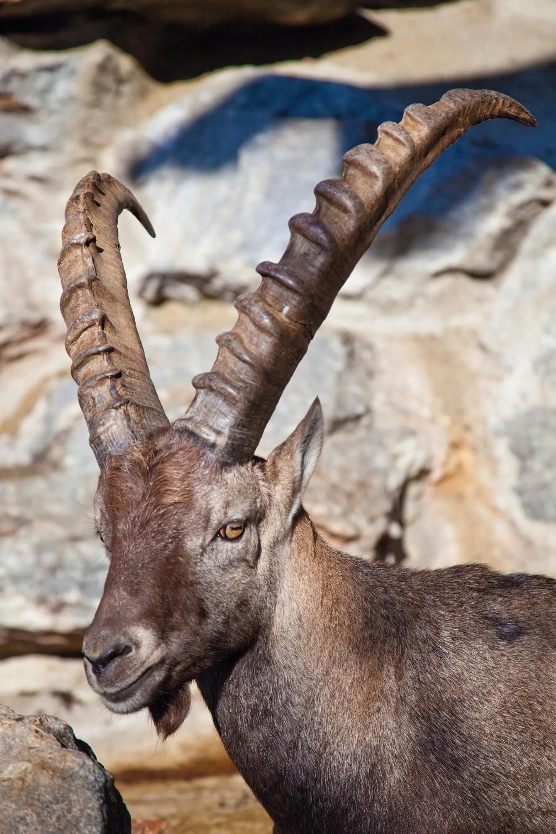 Area and facilities in Gasthof Ölberg