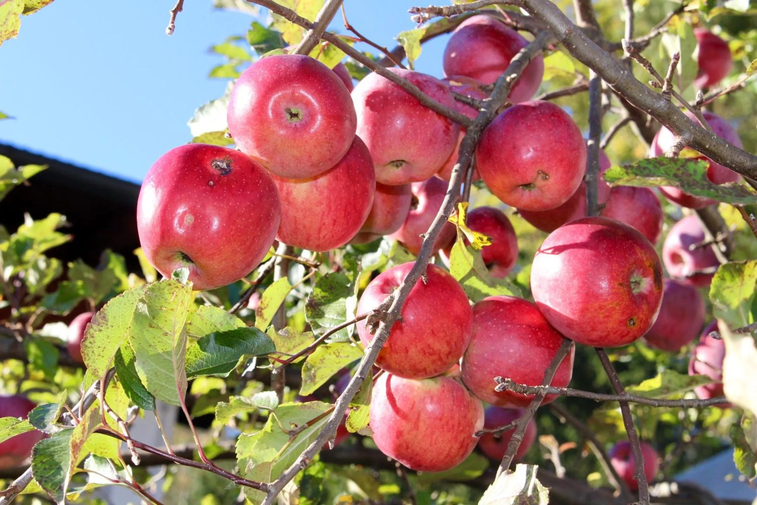 Other in Gasthof Ölberg