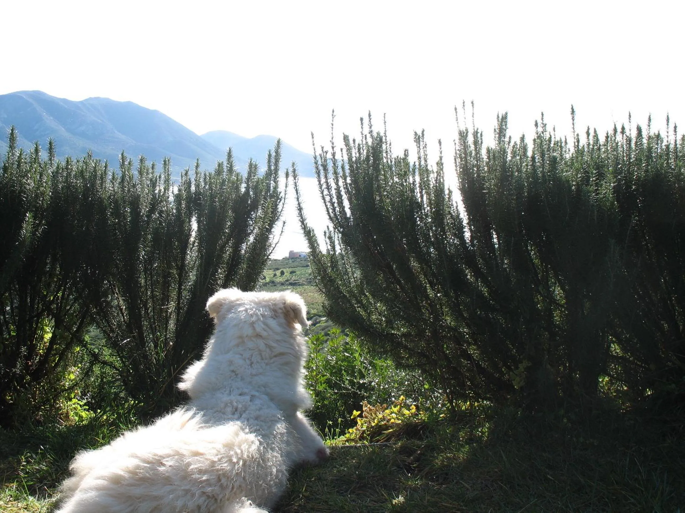 Pets in Hotel Sardus Pater