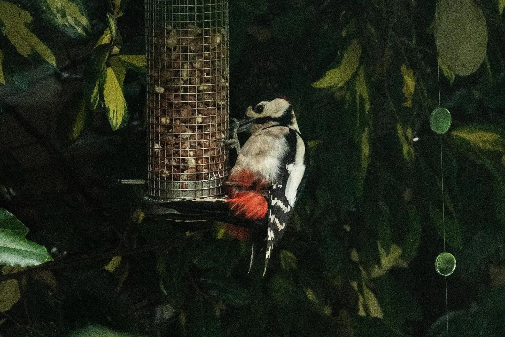 Garden in Ward Avenue B&B
